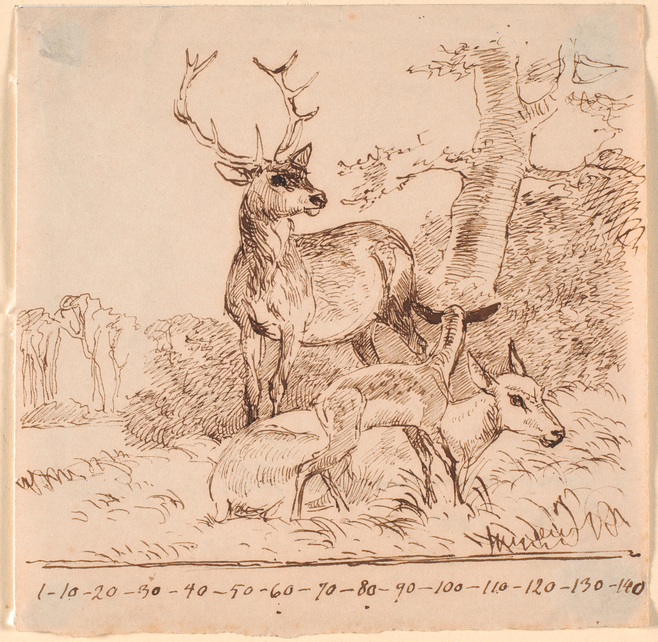 En hjort, en hind og deres lam