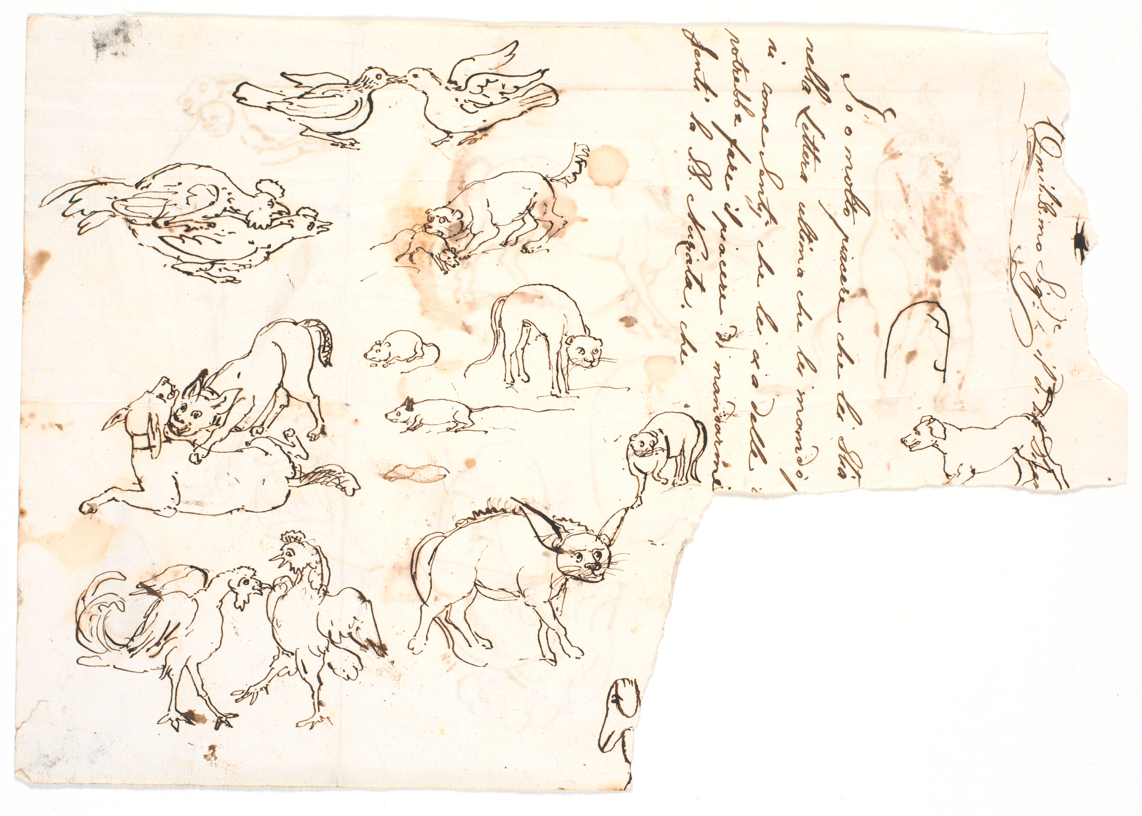 Dyretegninger samt brudstykke af brev på italiensk