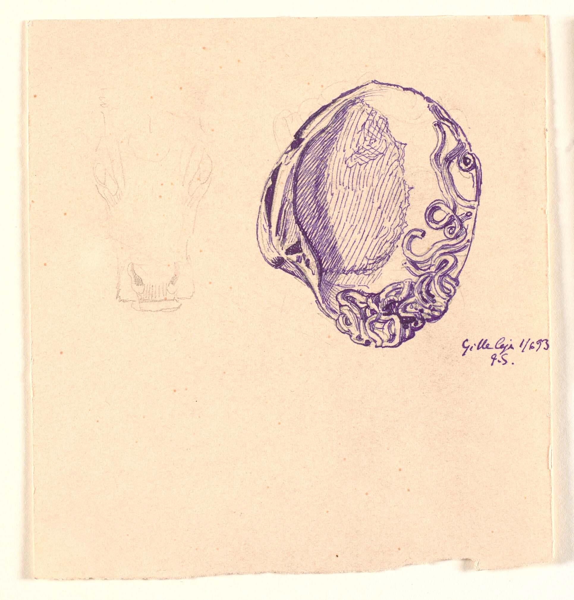 Studie af muslingeskal og rids af kohoved