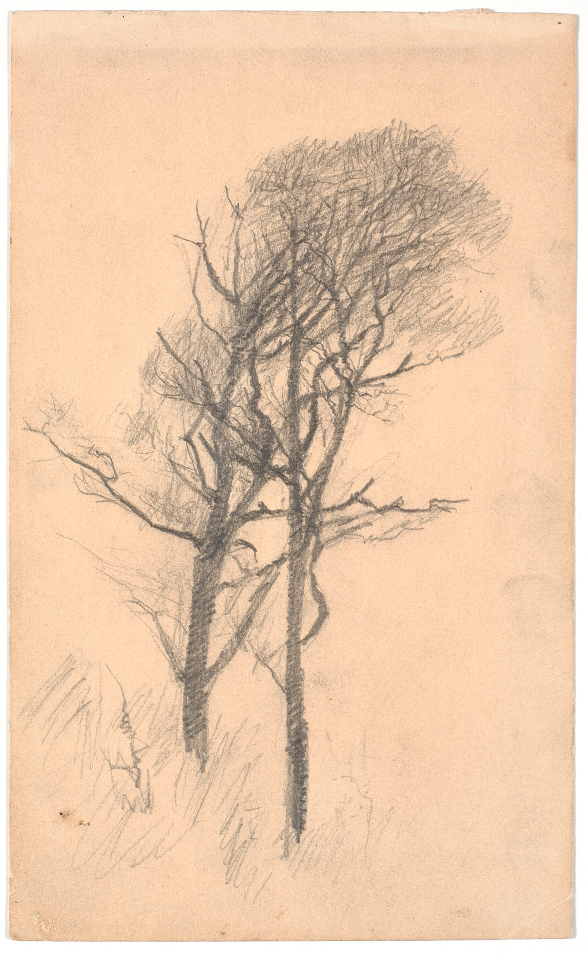 To træer med lav underskov