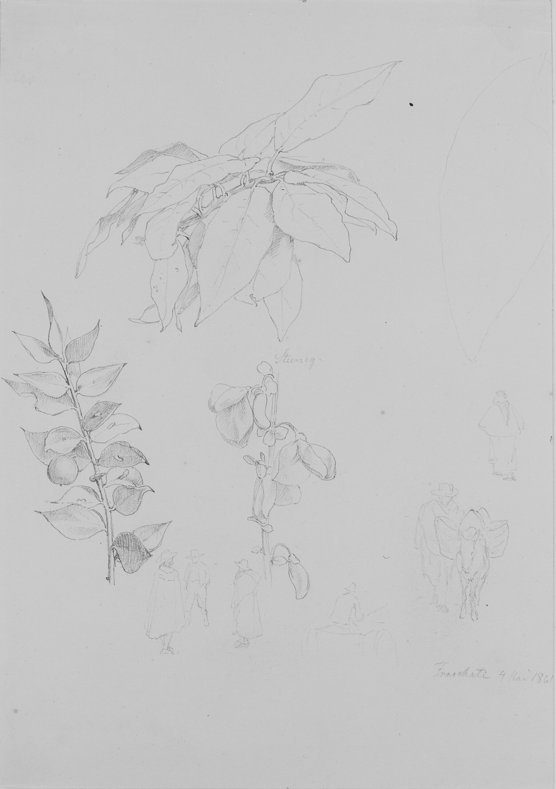 Plante- og figurstudier