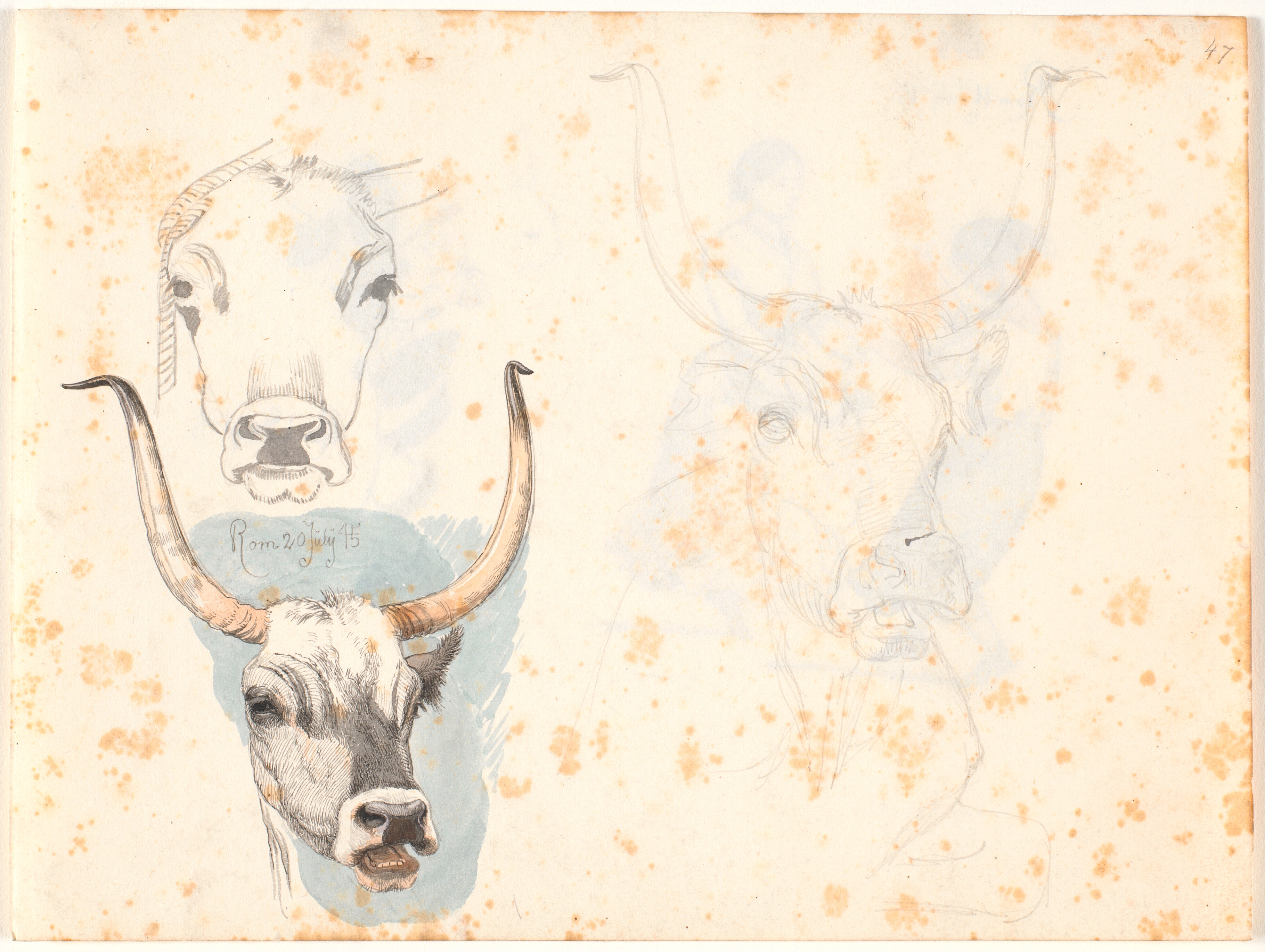 Tre studier af hovedet af en romersk okse