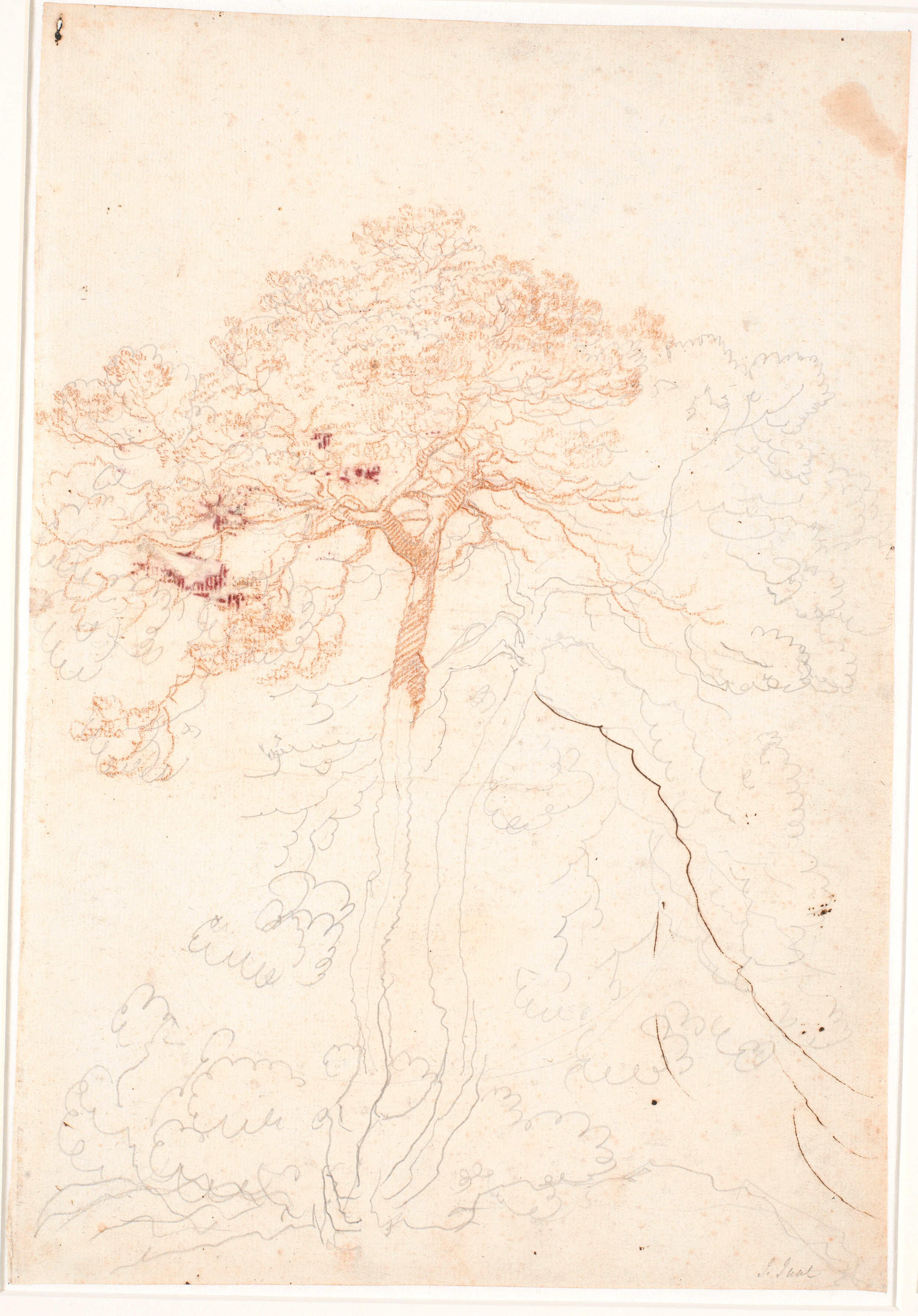 Studie af to store fyrrertræer