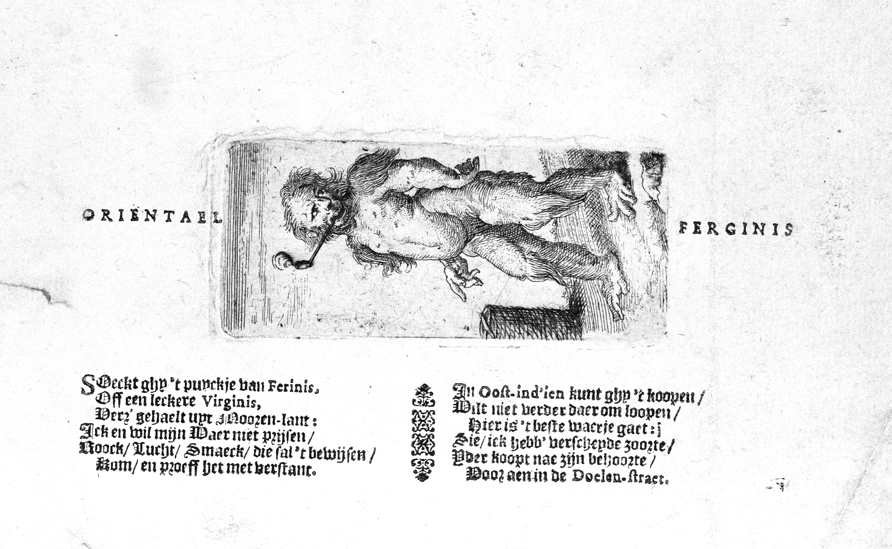 Tobaksrygende vildmand. Vignet til de ældste hollandske tobakskarduser