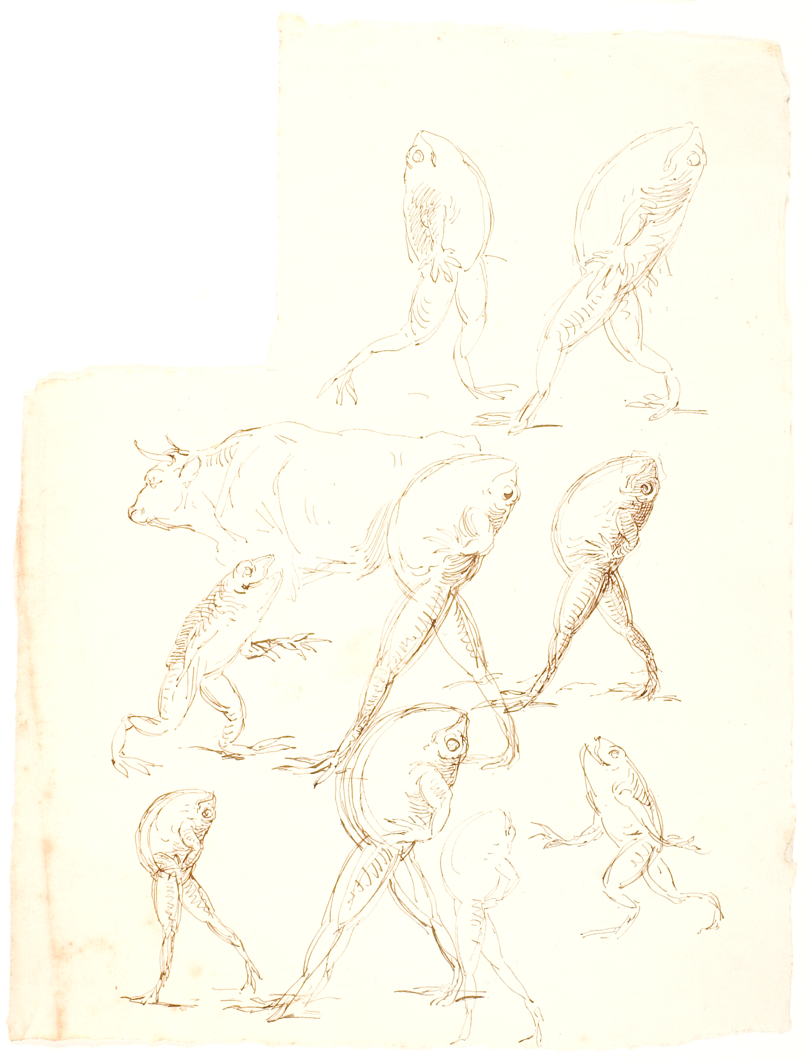 Frøen, der vil puste sig op til en okse