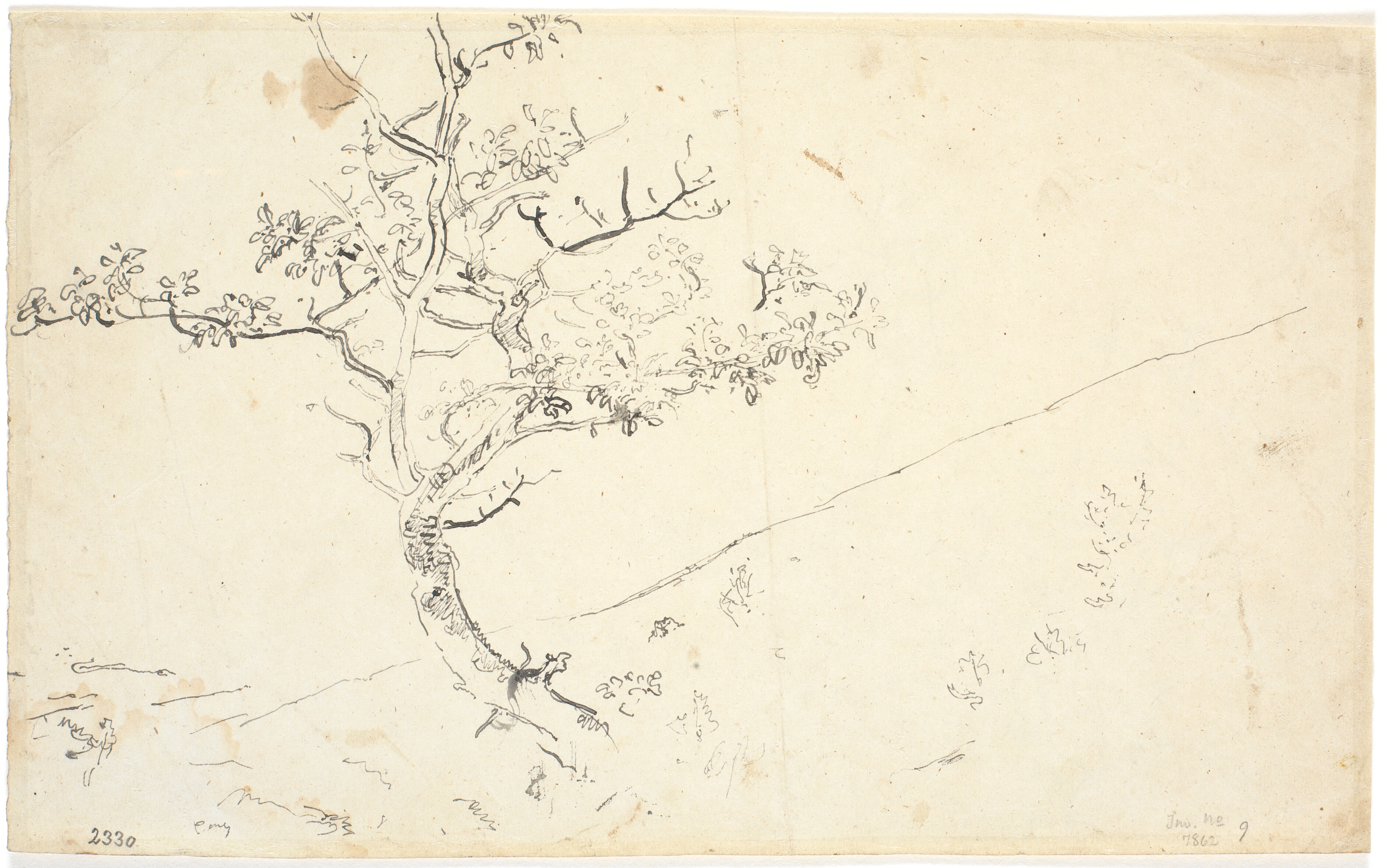 Studier af grene. Et løst landskabsudkast