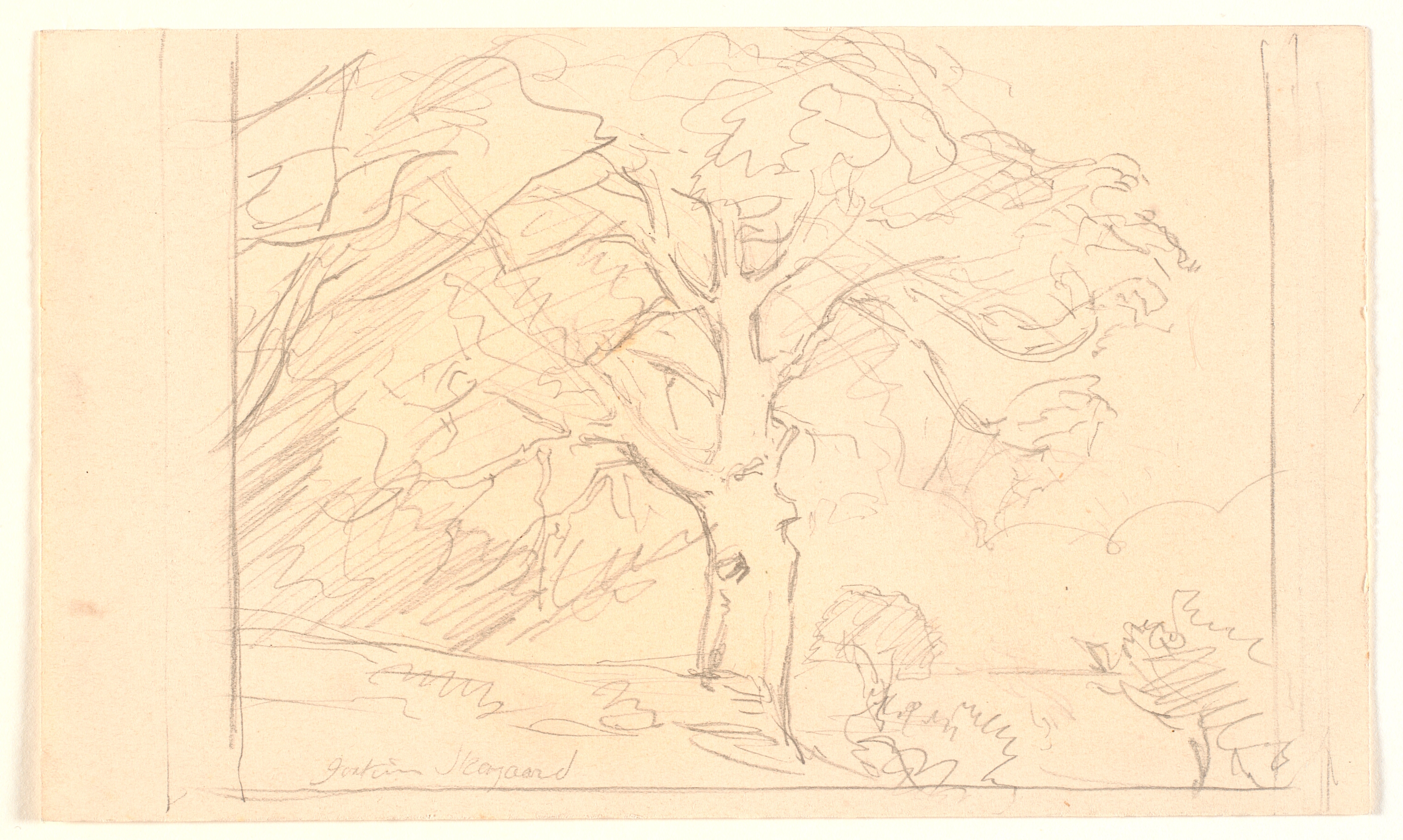 Studie af stort træ