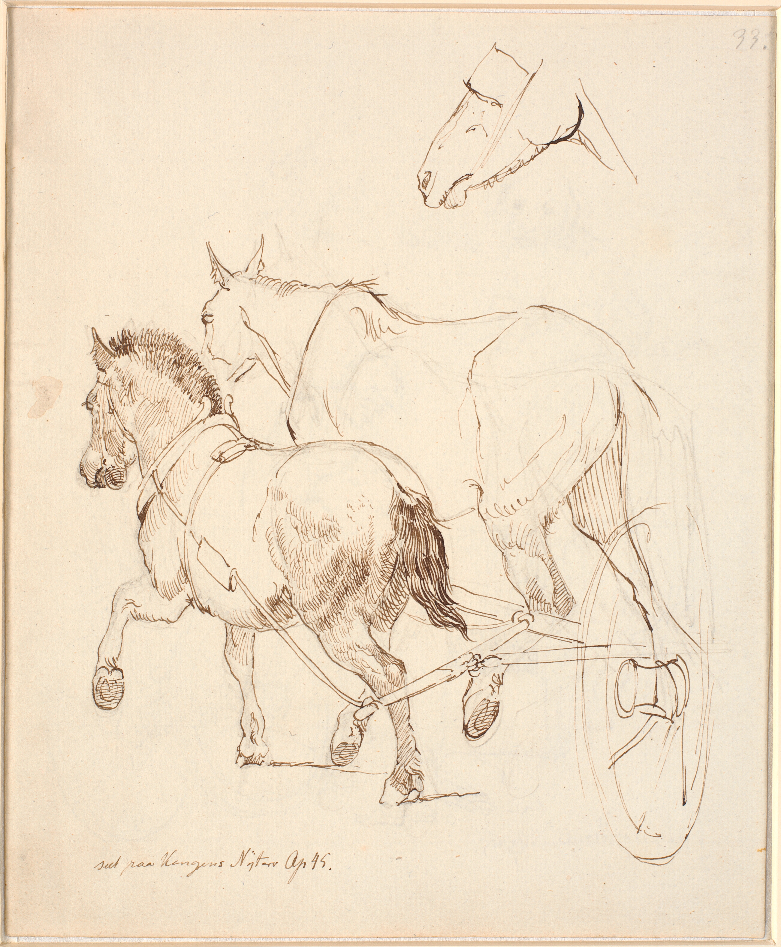 En Nordbagge og en almindelig hest spændt for samme vogn. F.o. Hestehoved