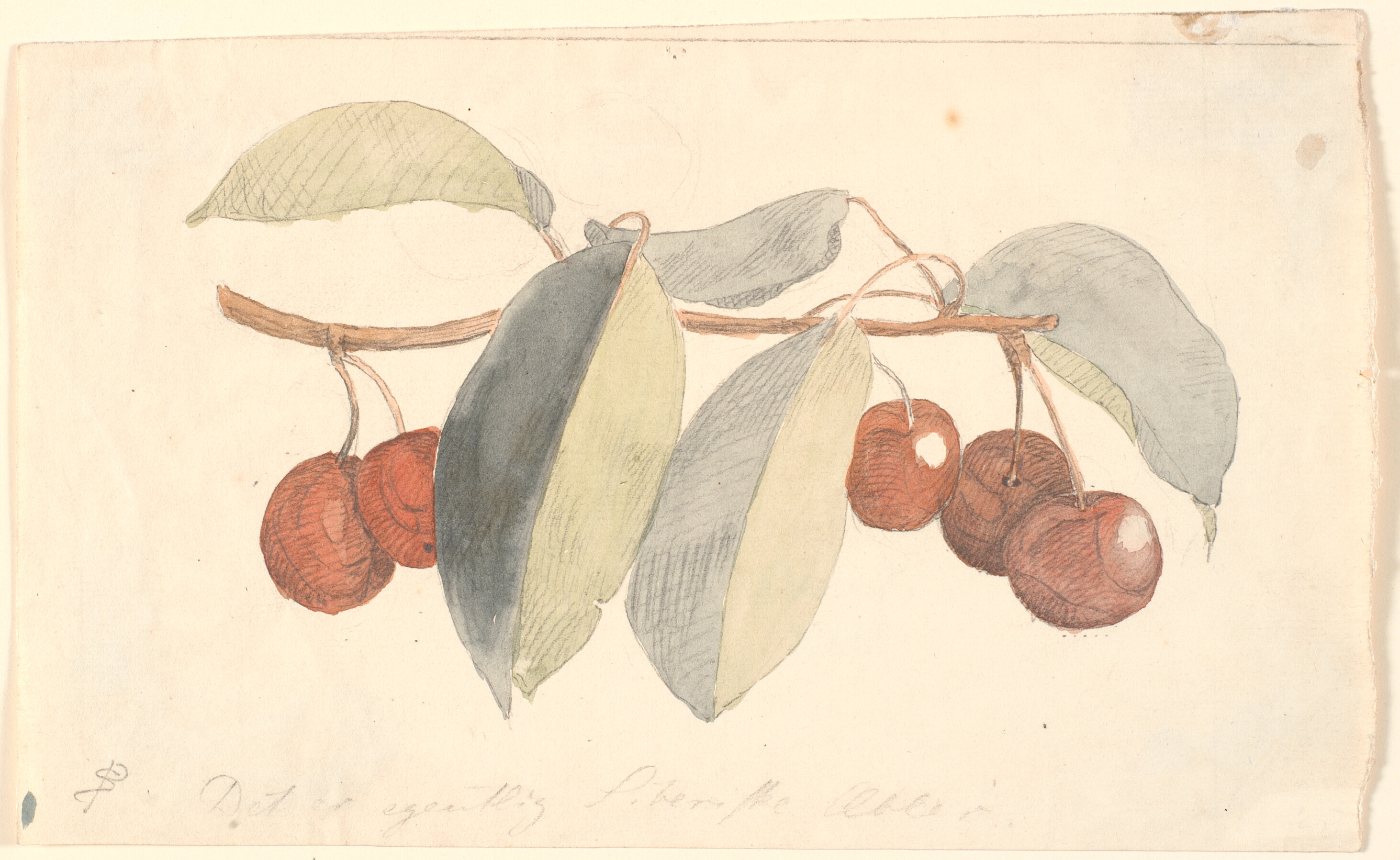 En gren med paradisæbler.