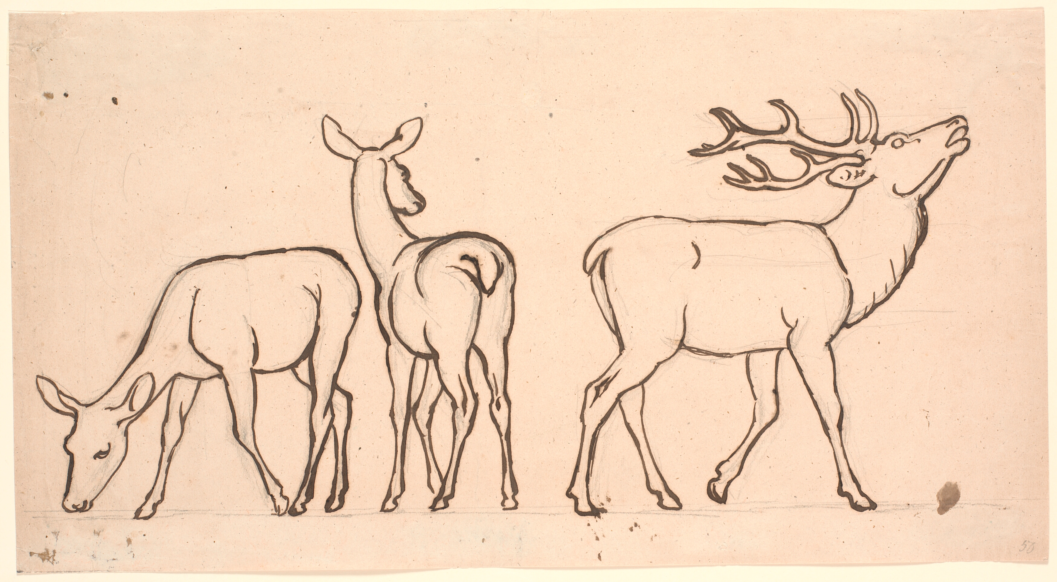 Kronhjorte og to hinde