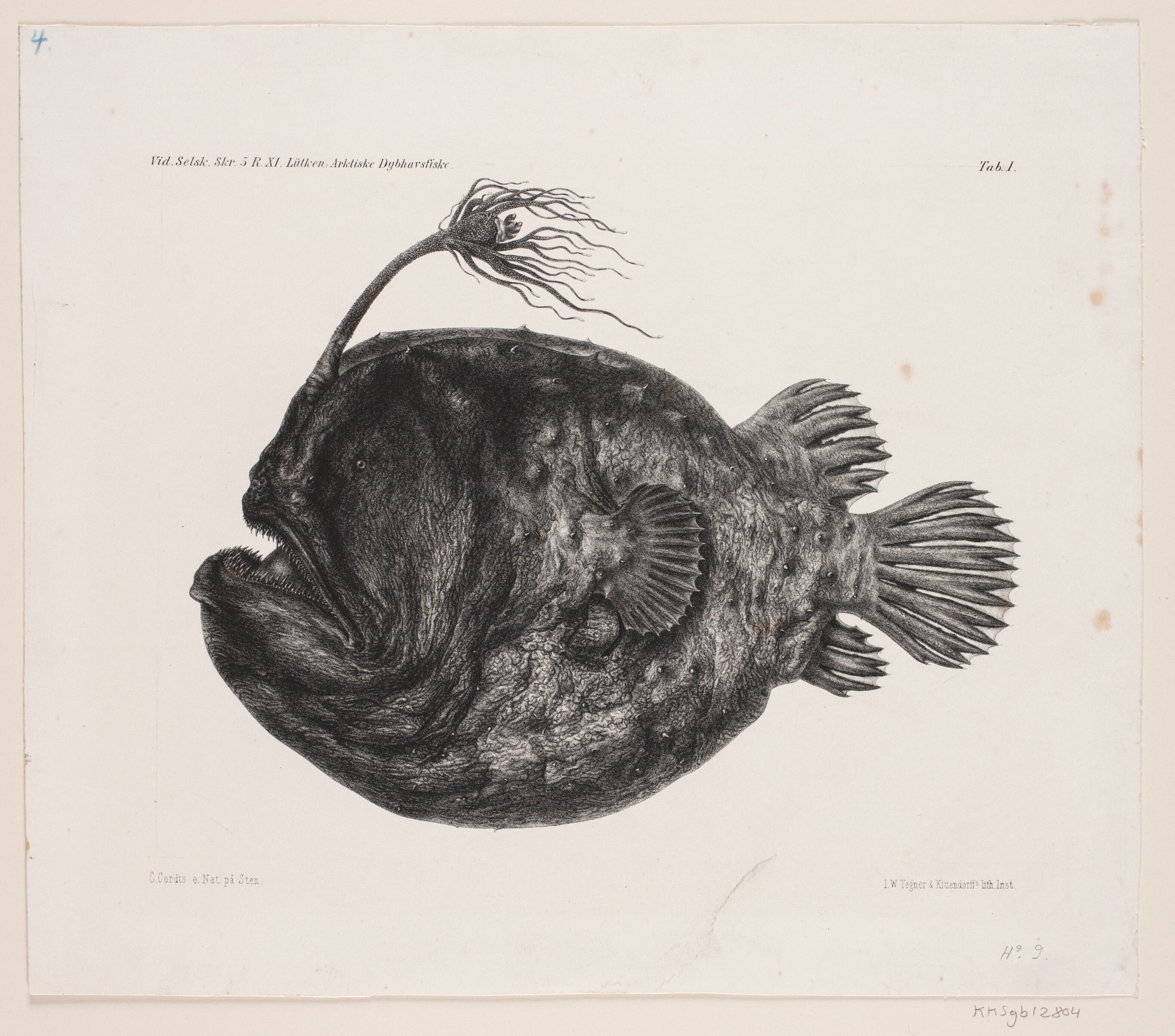 Naturhistorisk tegning