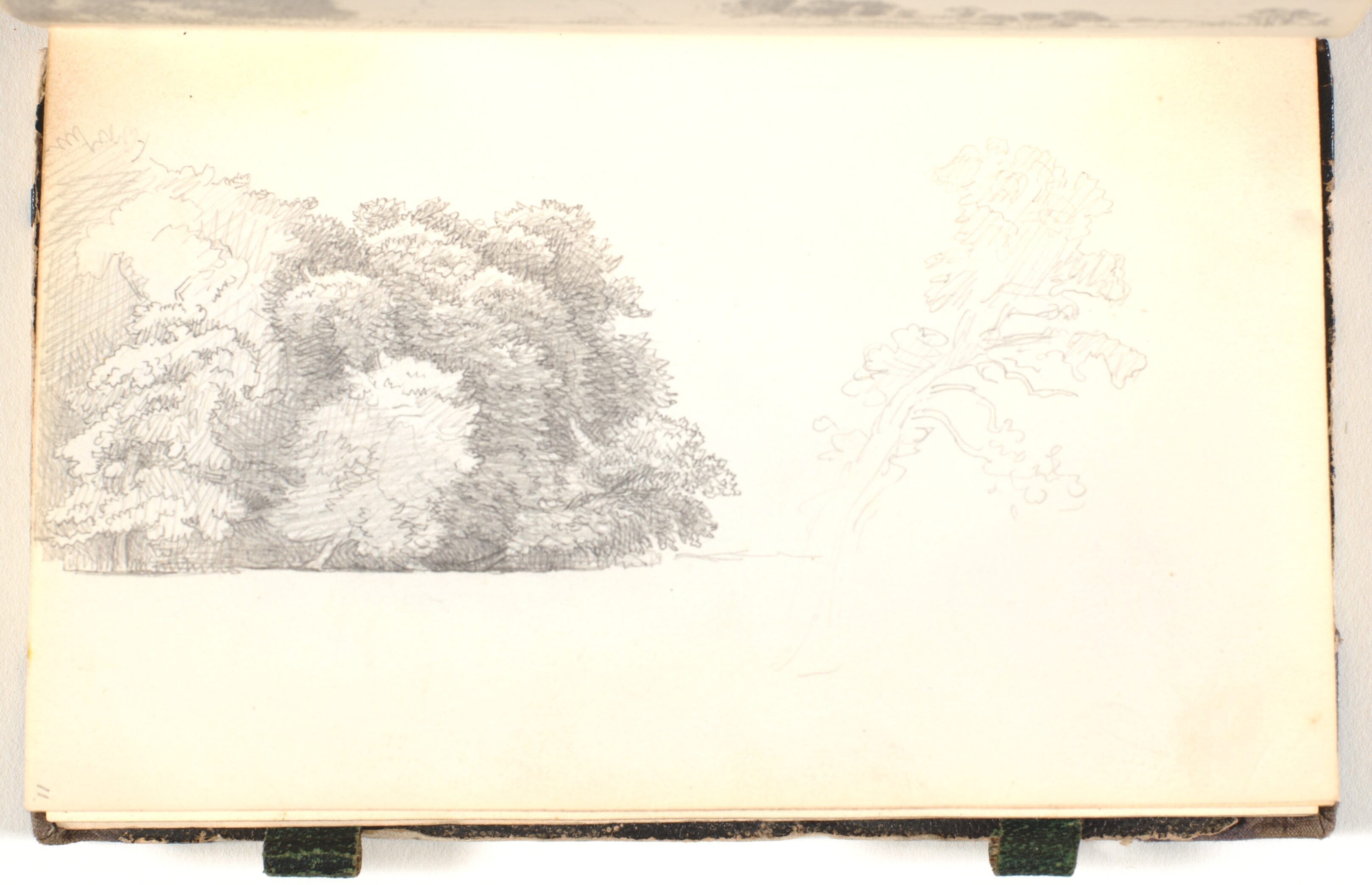 Skovtykning (skovbryn). En gren