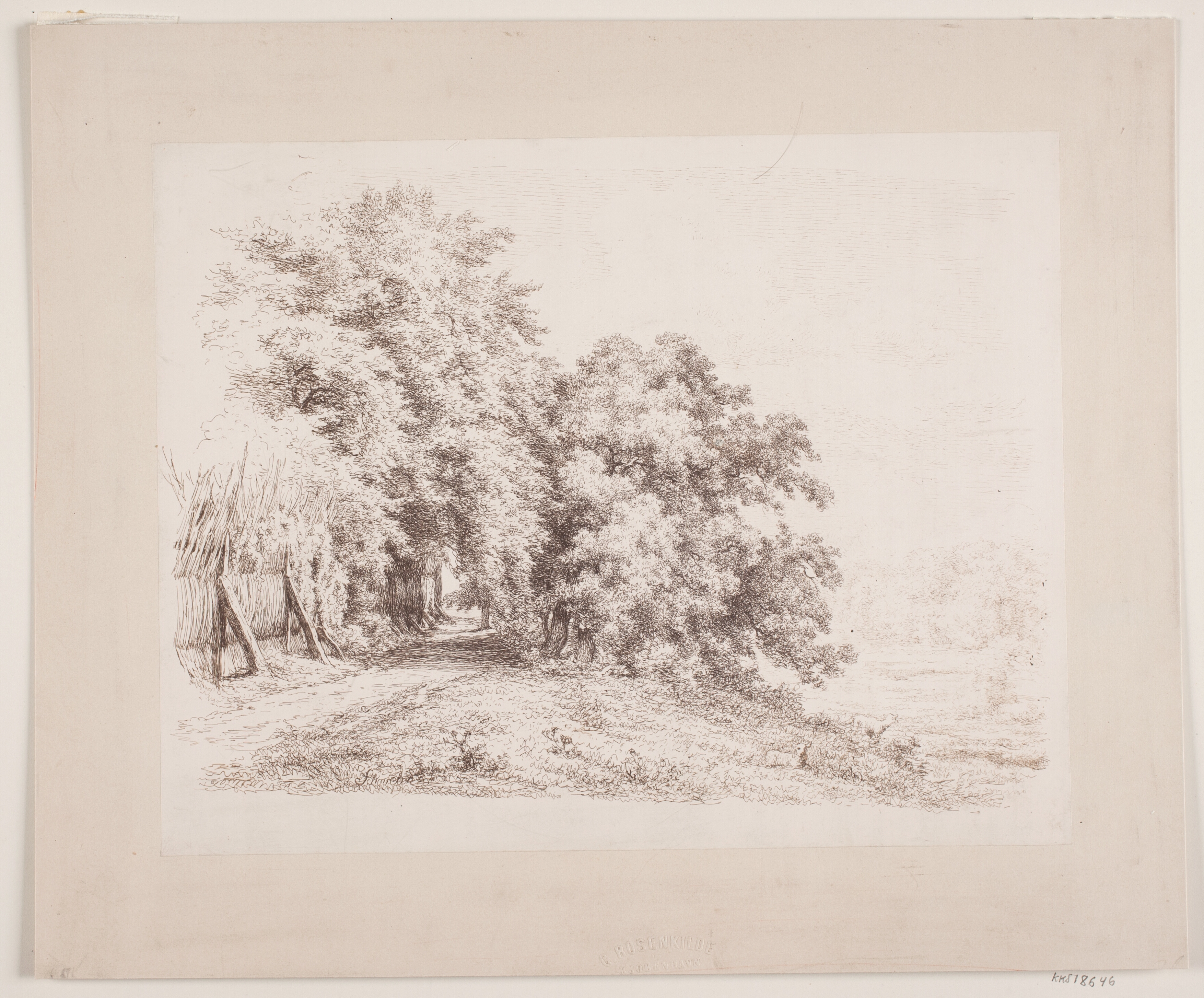 Rishegnet vej forbi træer og enge