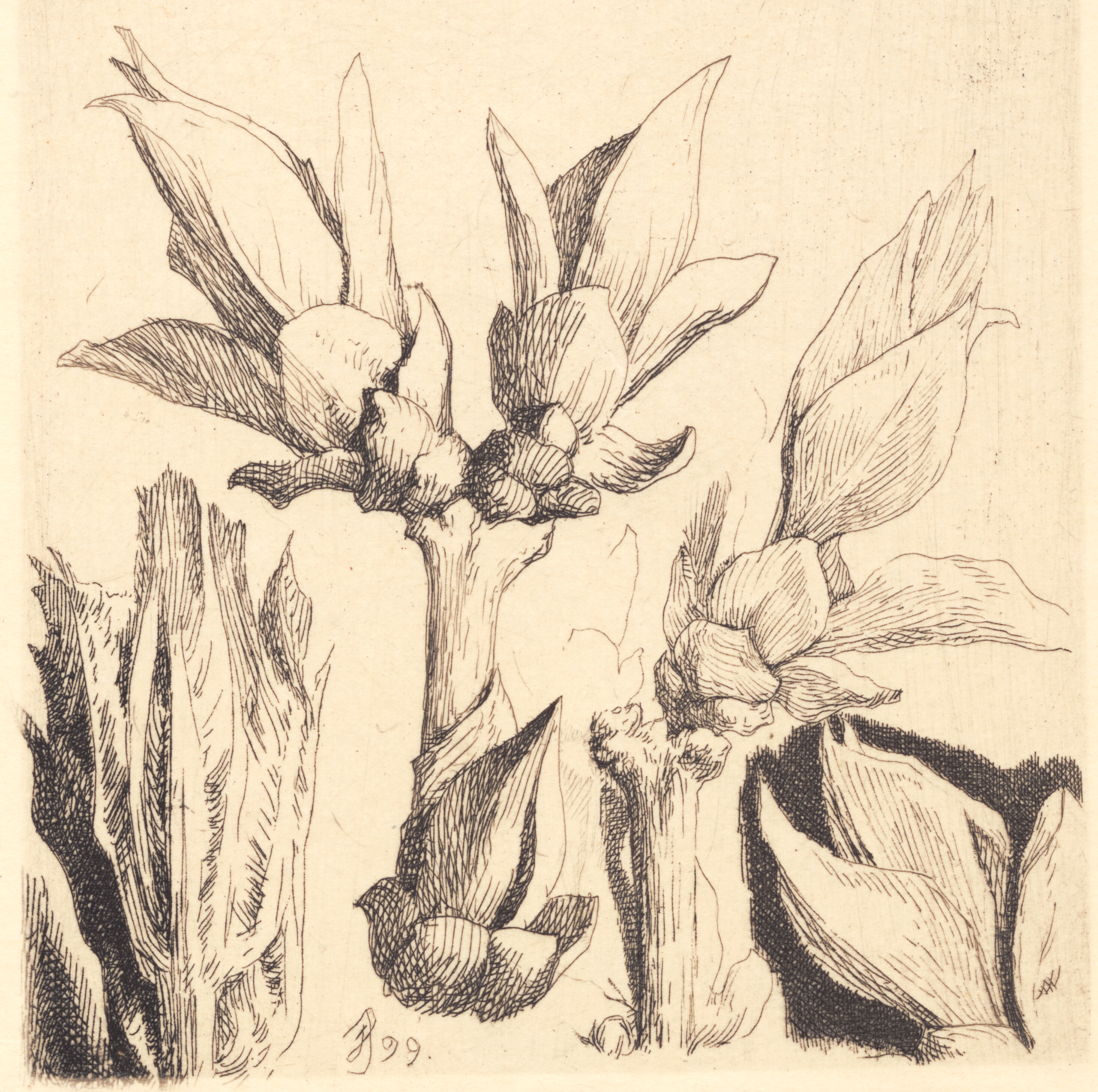 Prøveplade: Halvt udsprungne bladkviste