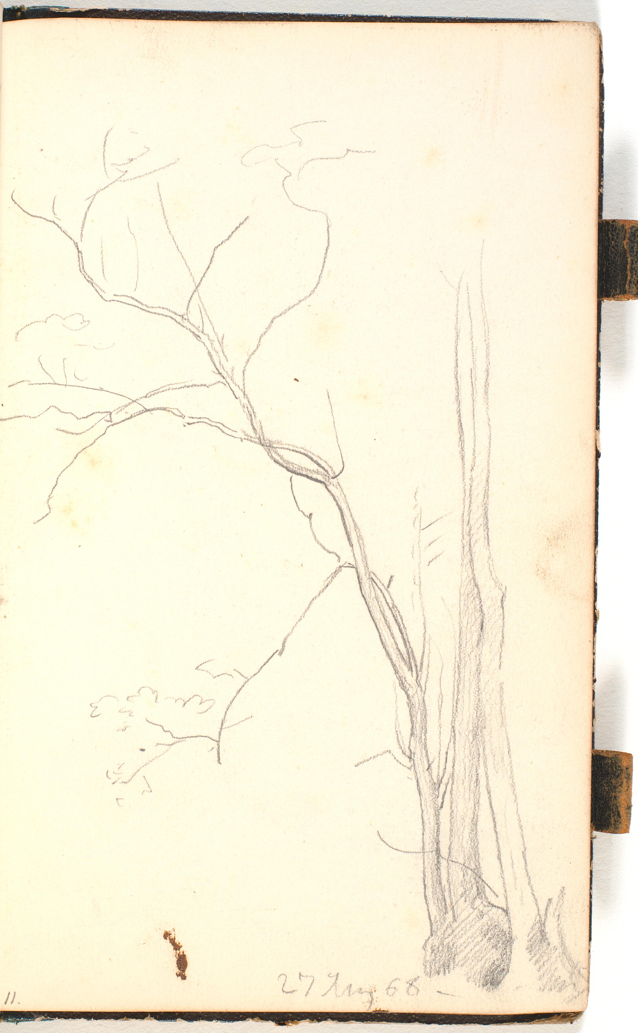 Slanke træer i en gruppe