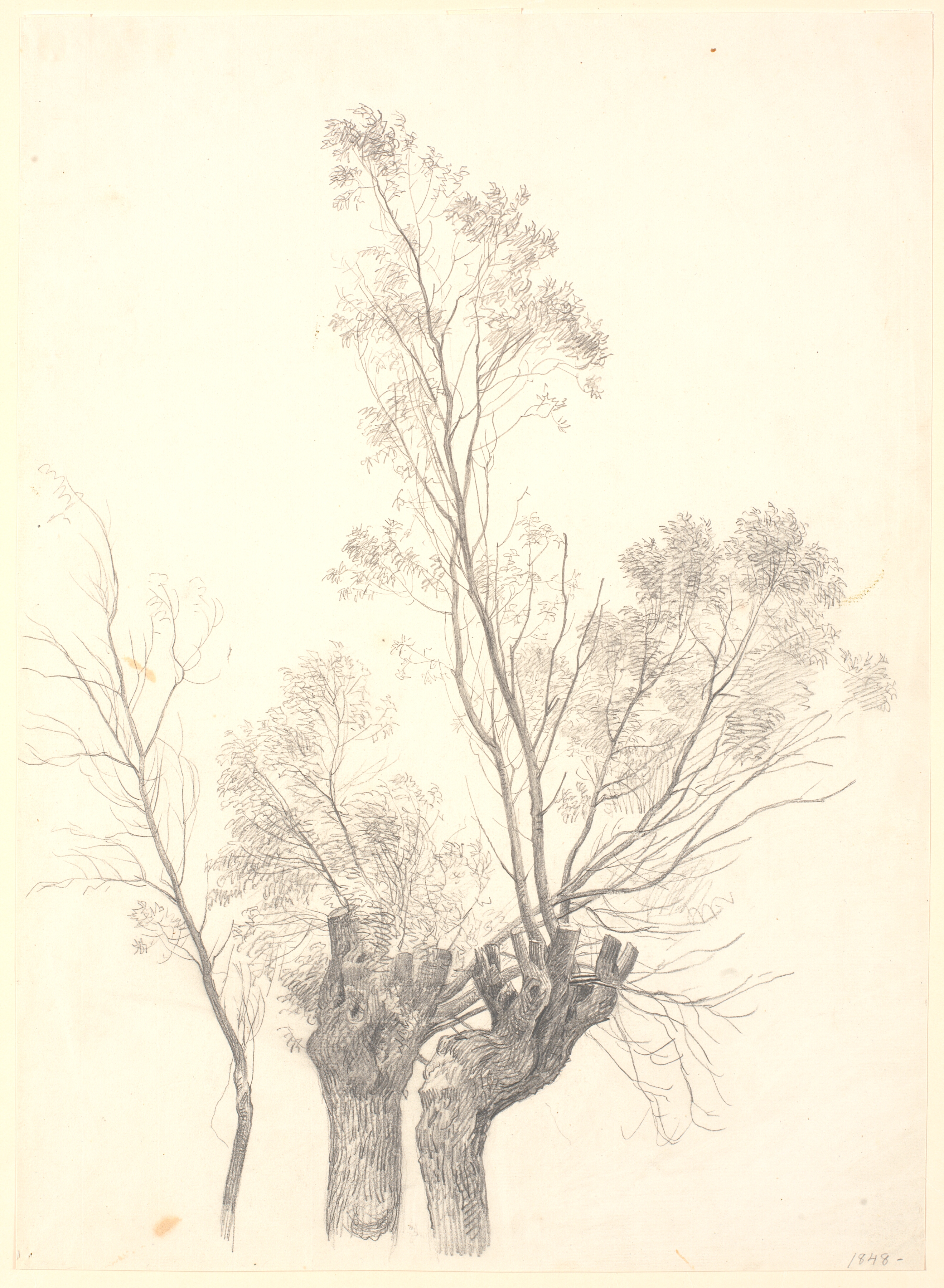 Studie af stynede piletræer.