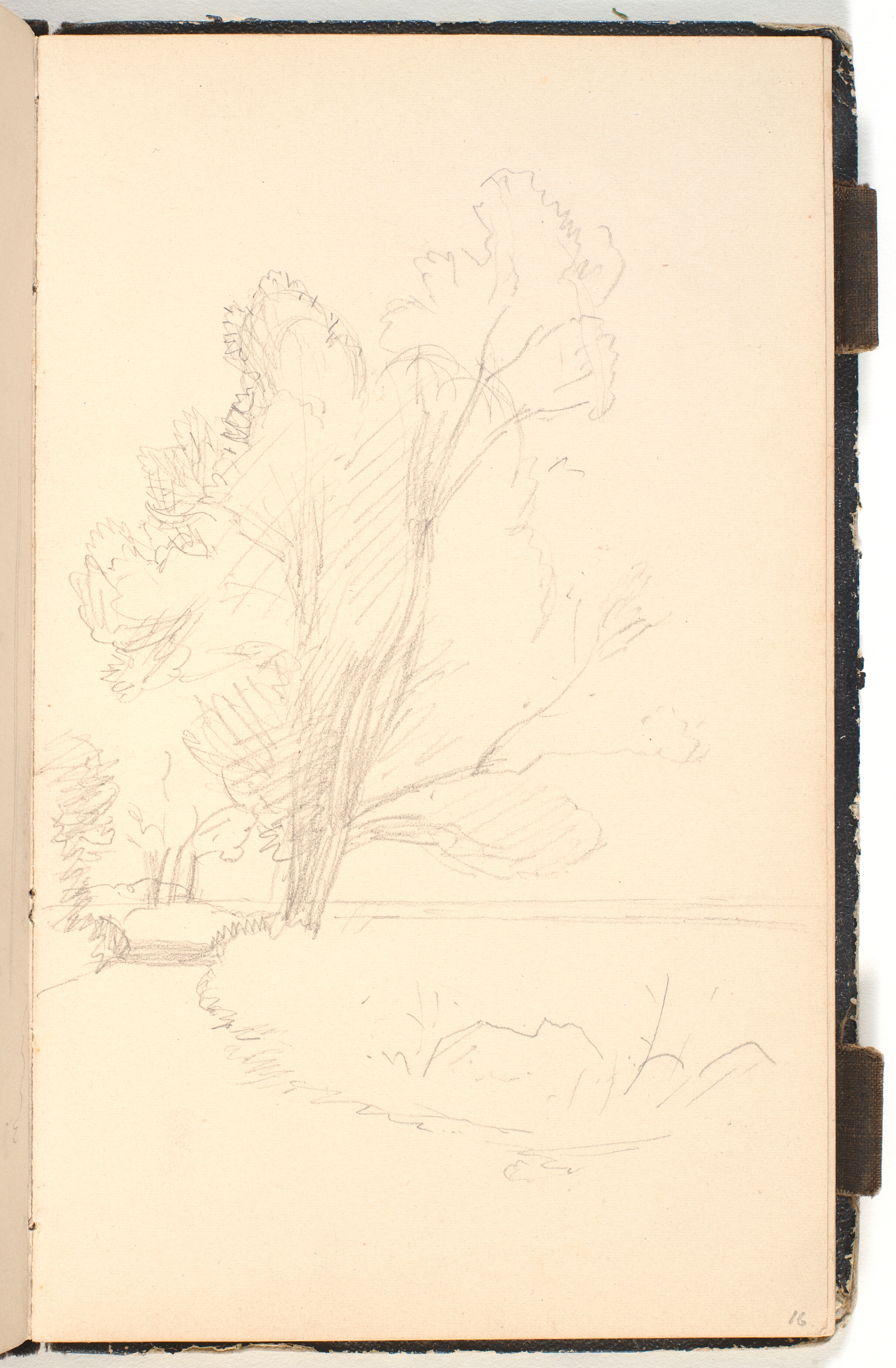 Åparti med høje træer