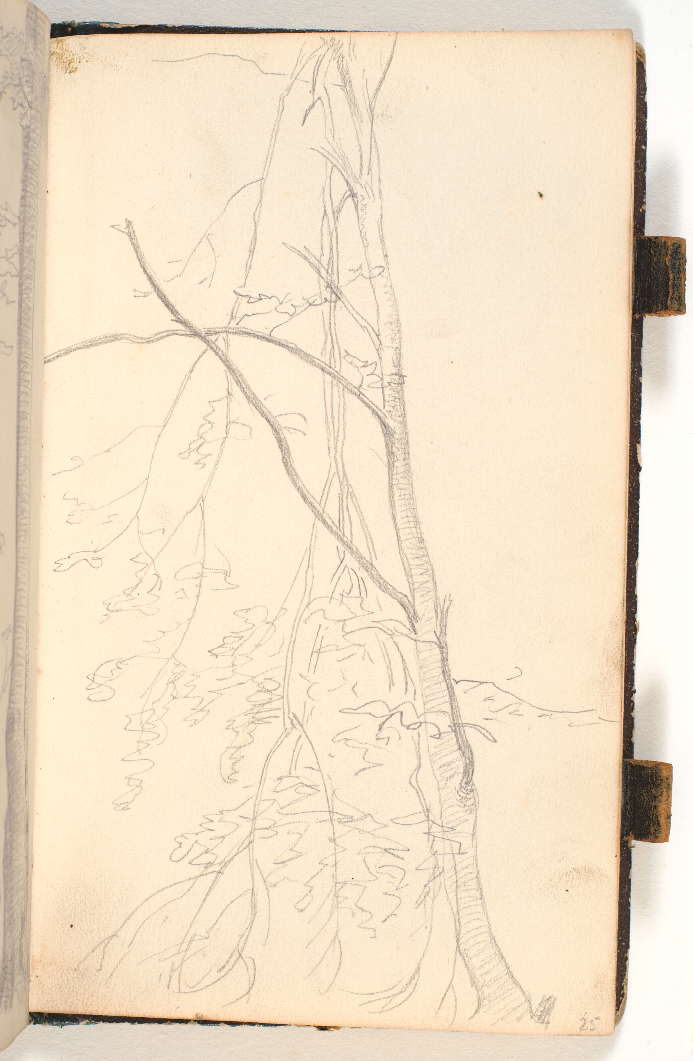 Et træ med knækkede grene