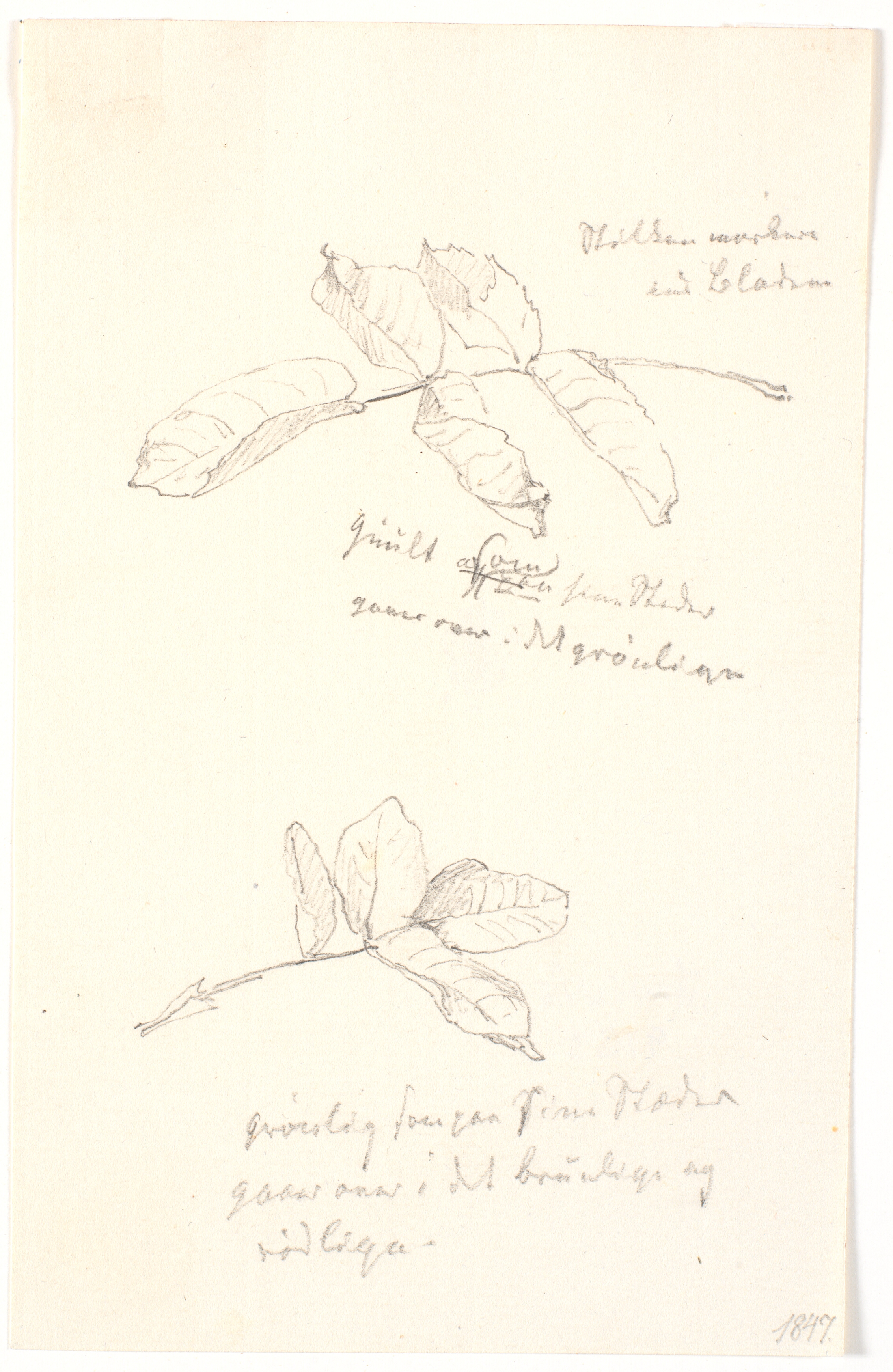 Bladstudier med farveangivelser i blyant