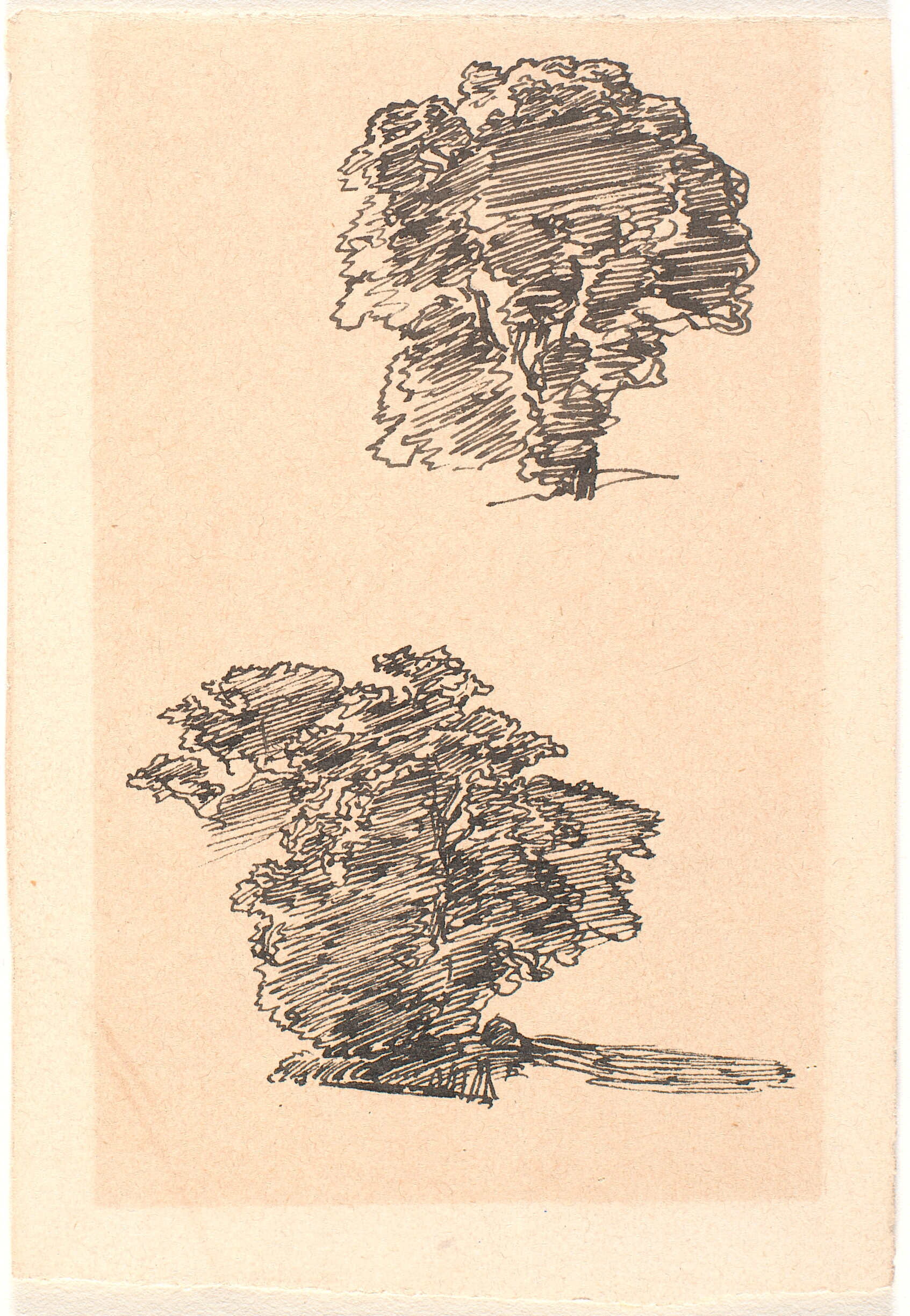 To studier af et træ