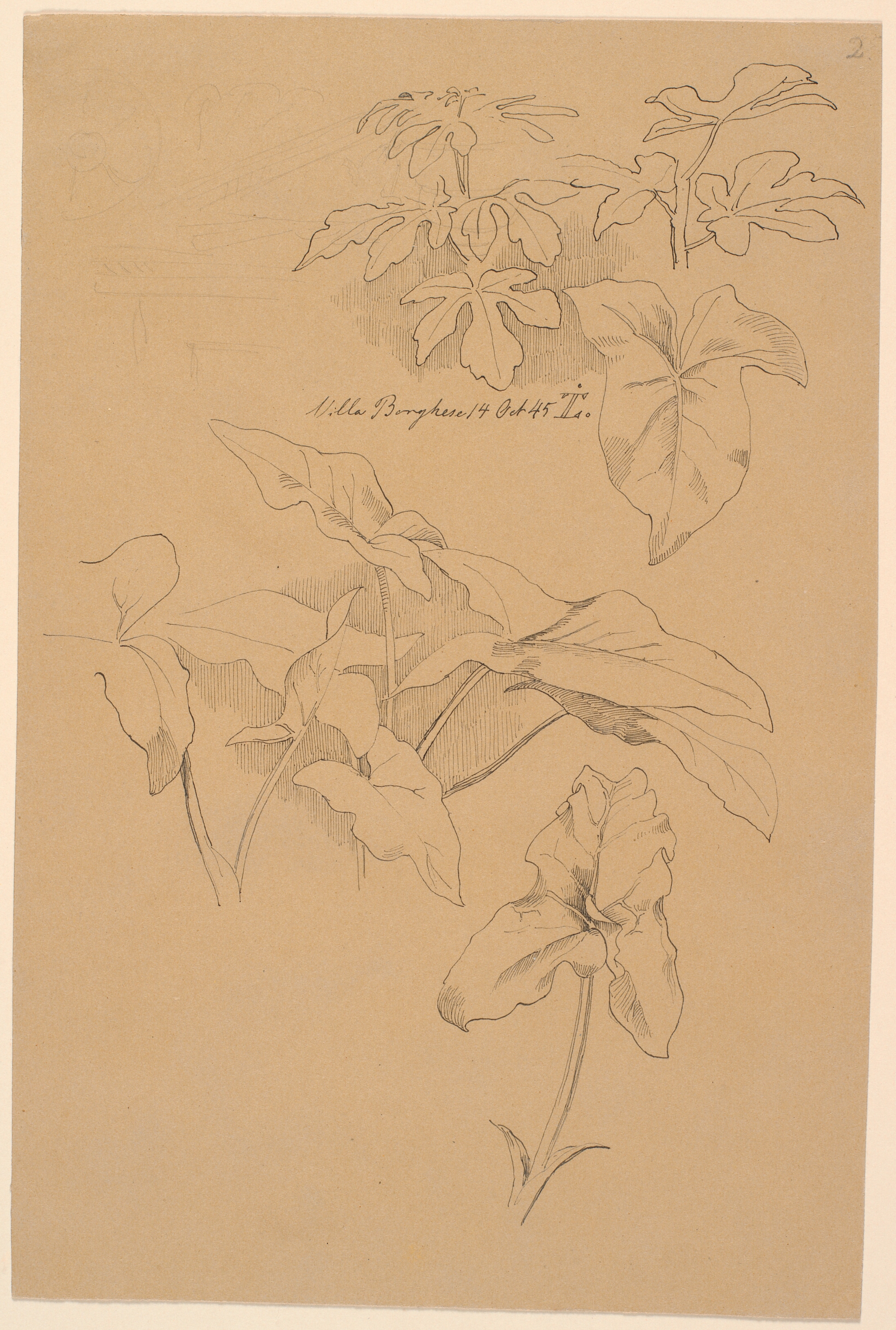 Bladstudier bl.a. af en Kala. Øverst: blyantskrads af fronton