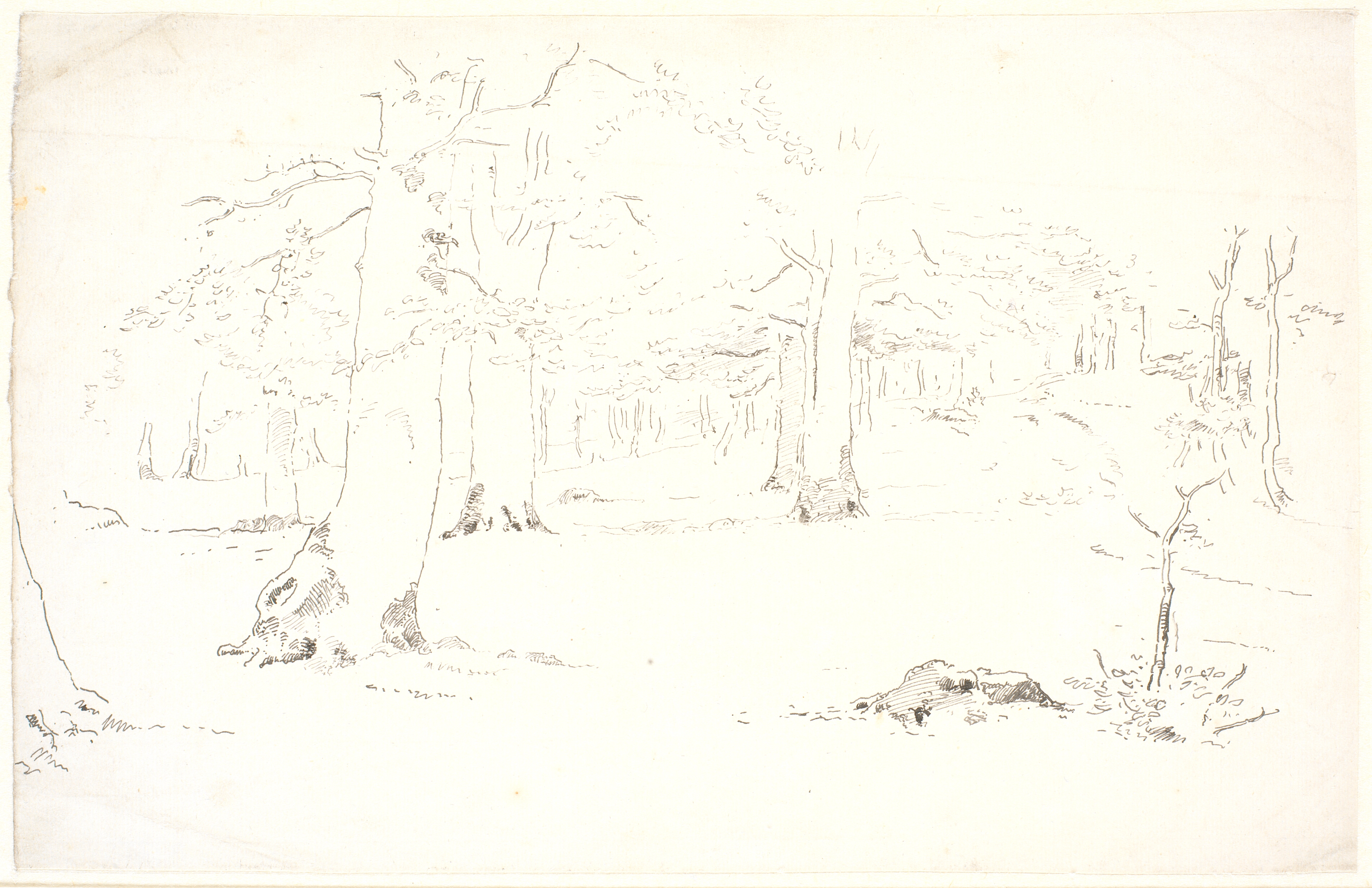 Skovinteriør med jævnt skrånende bakke