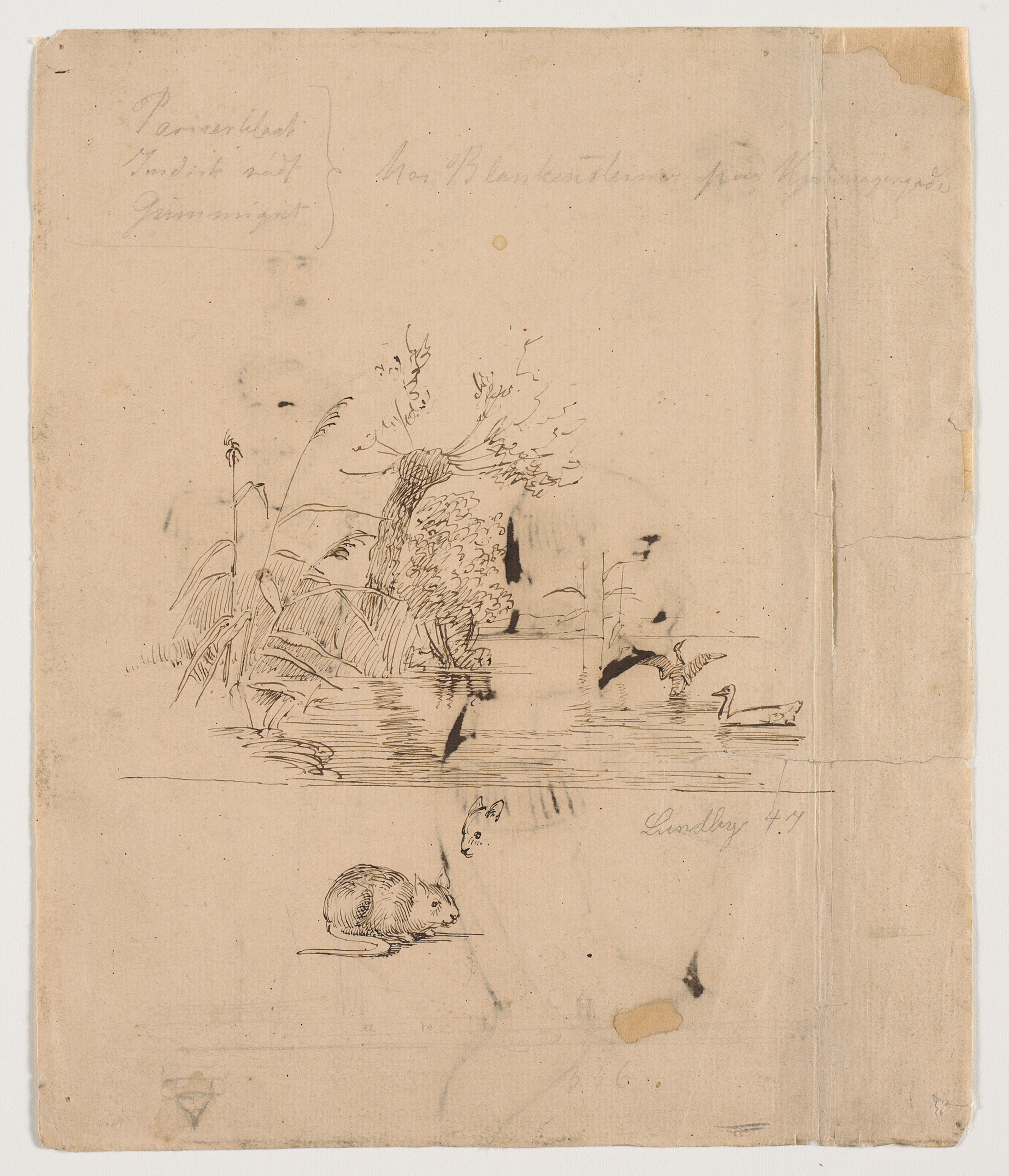 To ænder i en sø, nær bredden med enkelte siv og stynet piletræ. F.n. en rotte og studie af et rottehoved