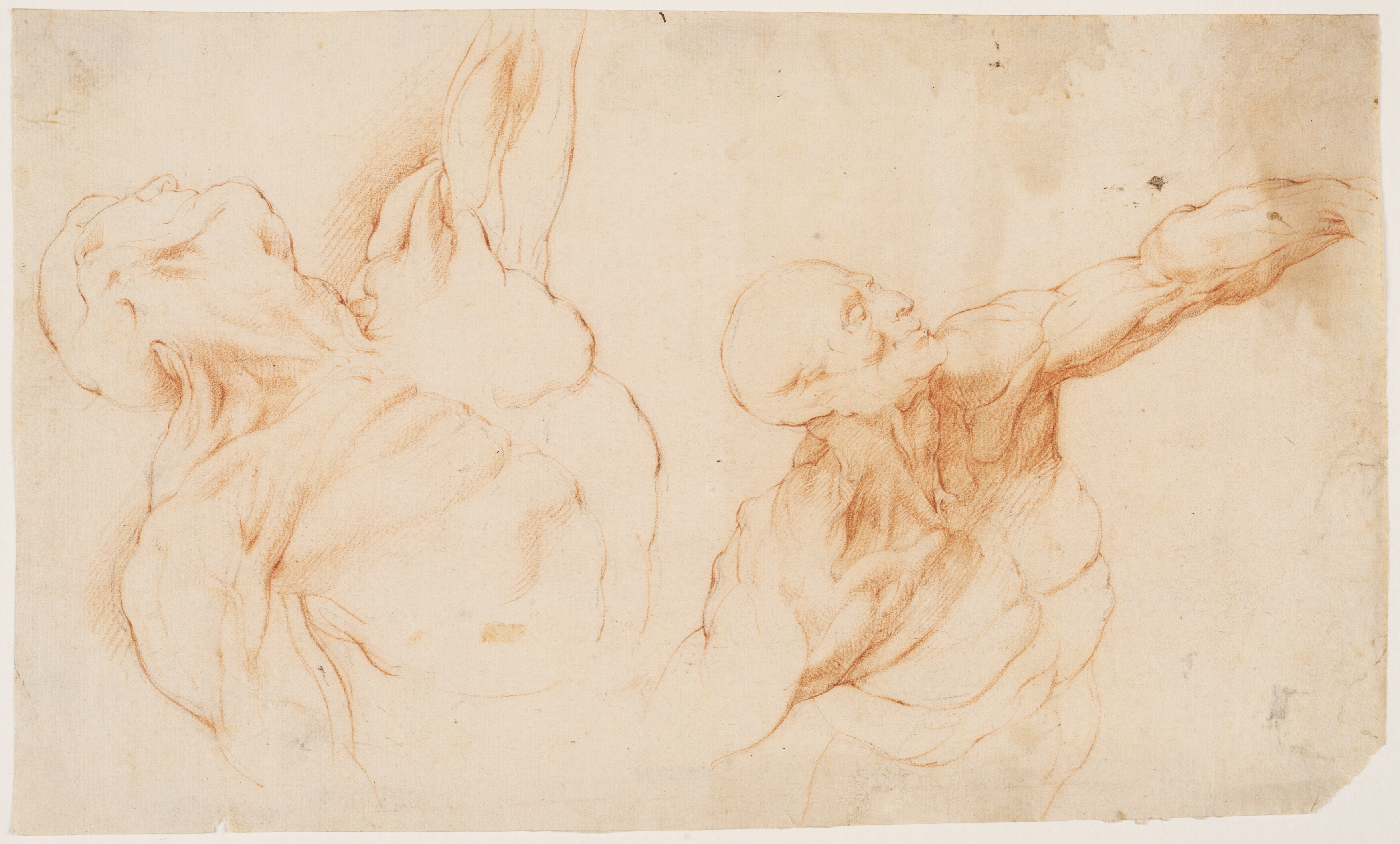 To anatomiske studier af en flået man, med venstre arm løftet (écorchés)