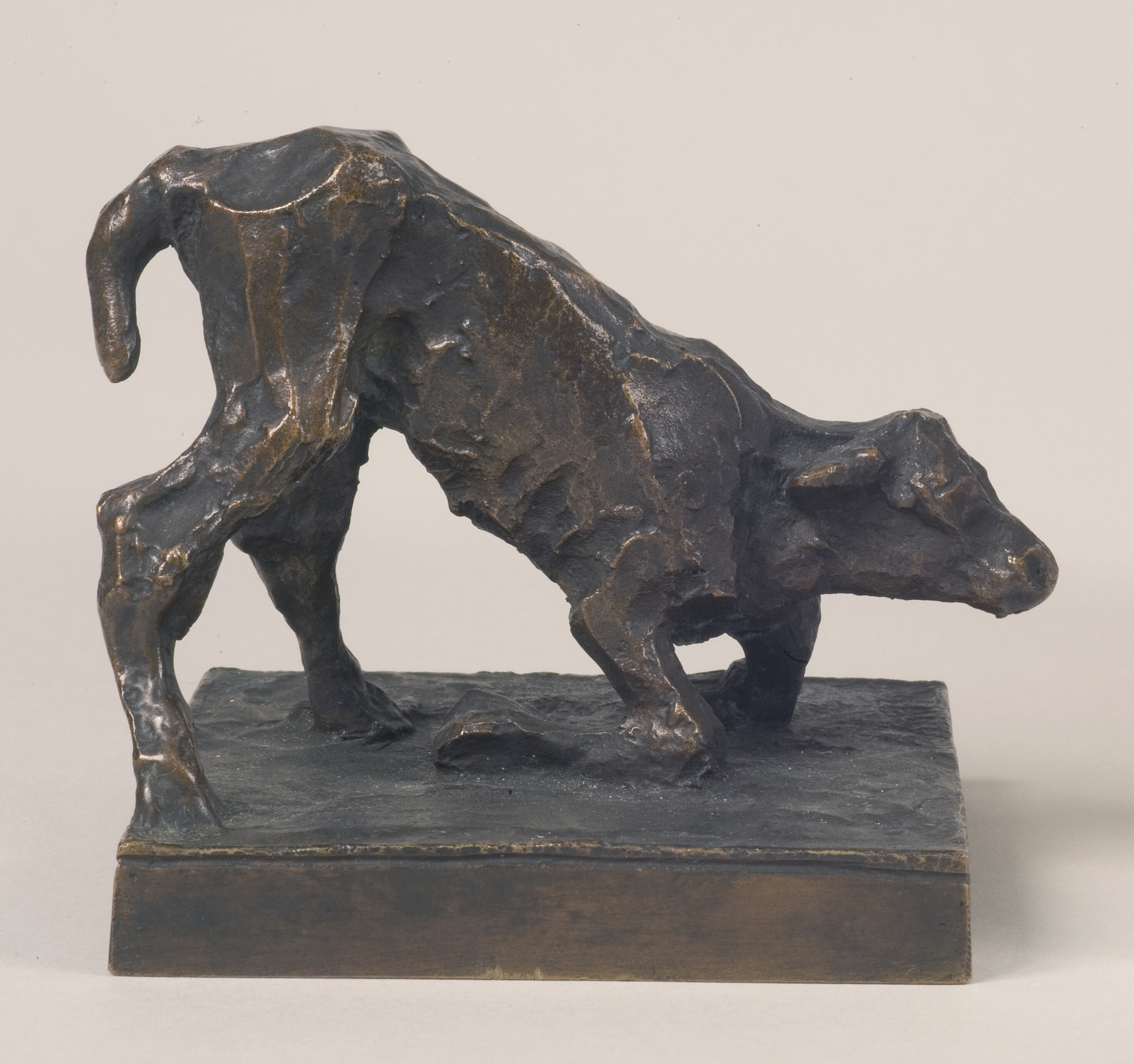 Nyfødt kalv, der prøver at rejse sig