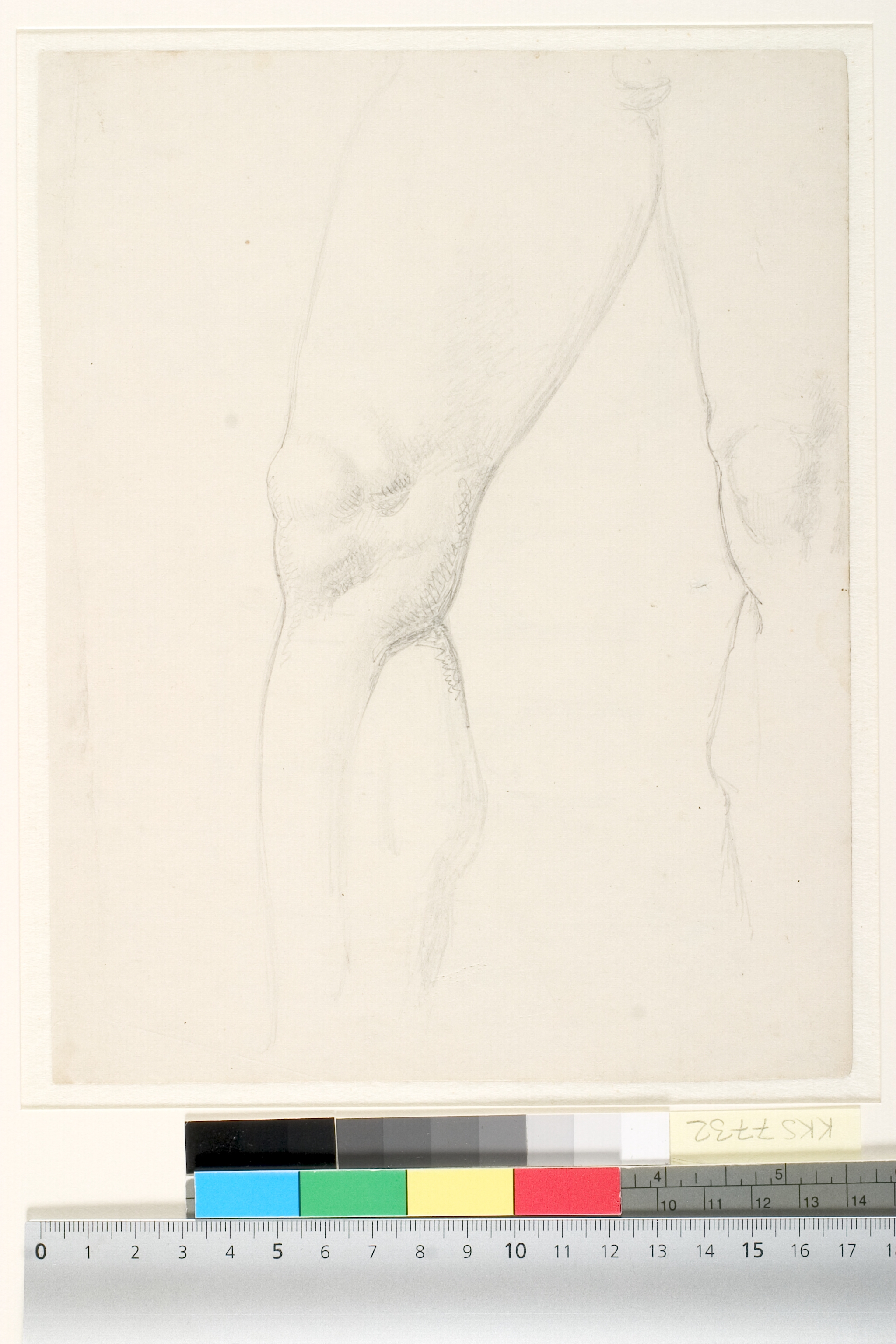 Studie af mandlig models ben