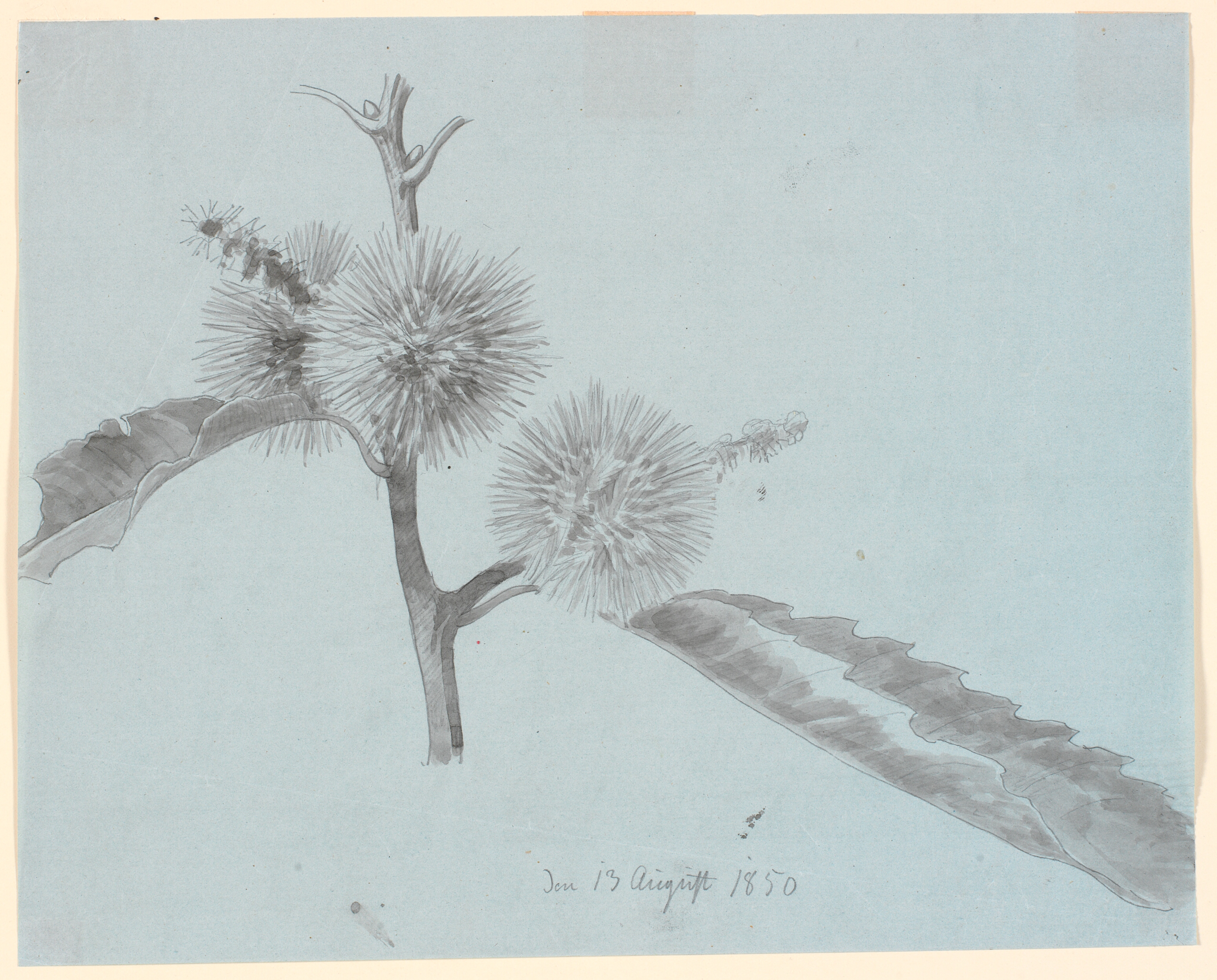 Studie af gren af en ægte kastanje