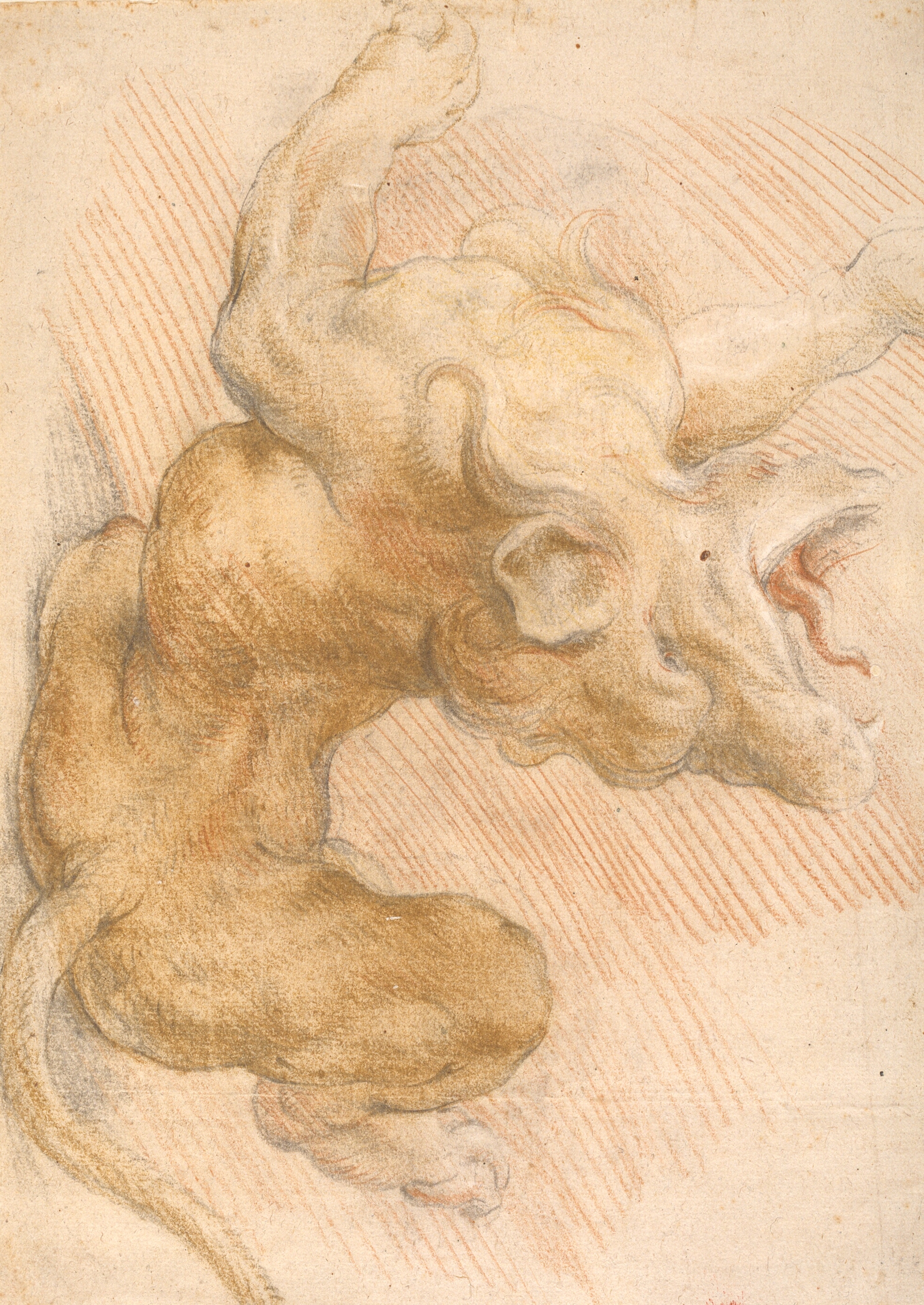 Studie fra "Samson og løven". Løven