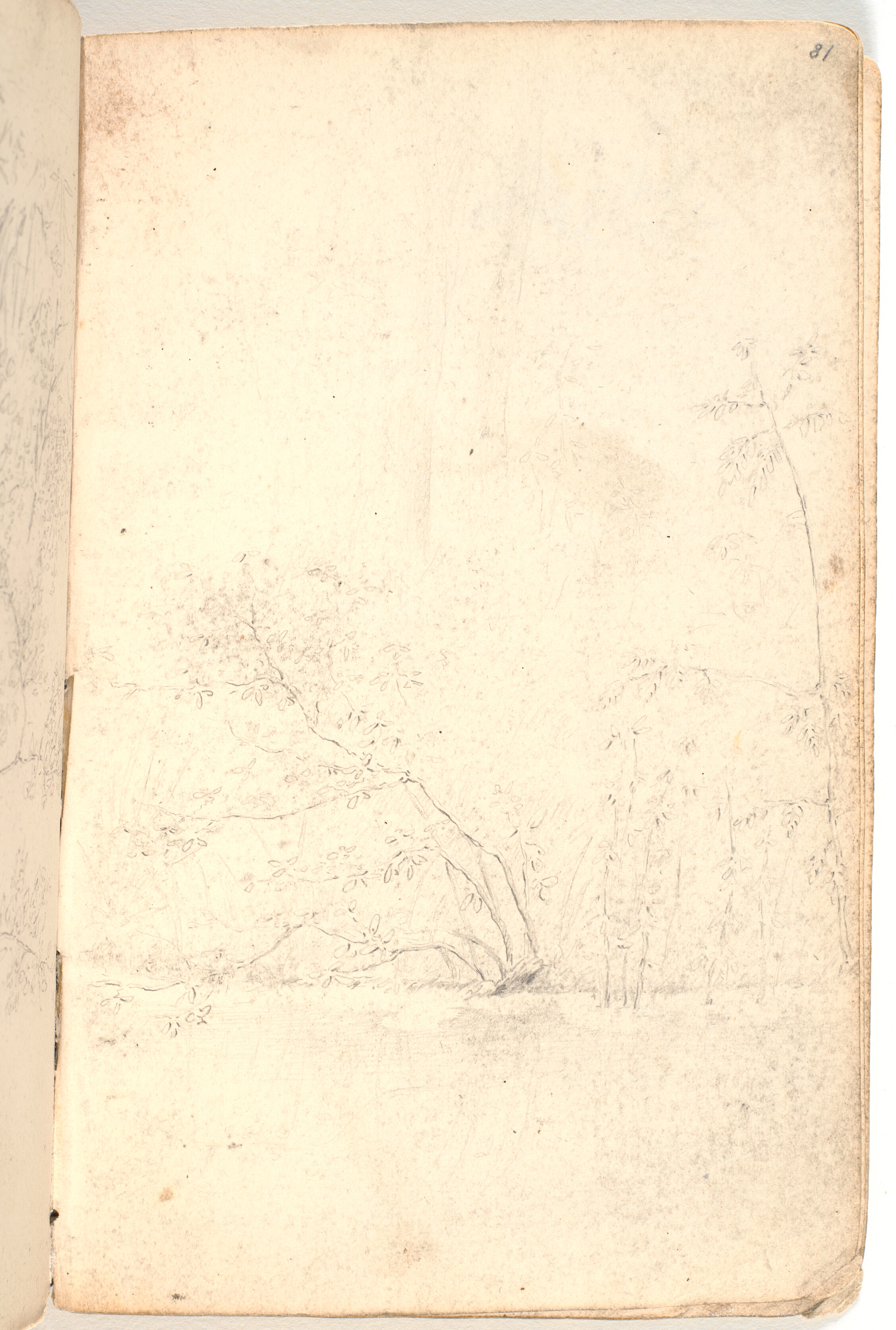 Rids af krat og træer