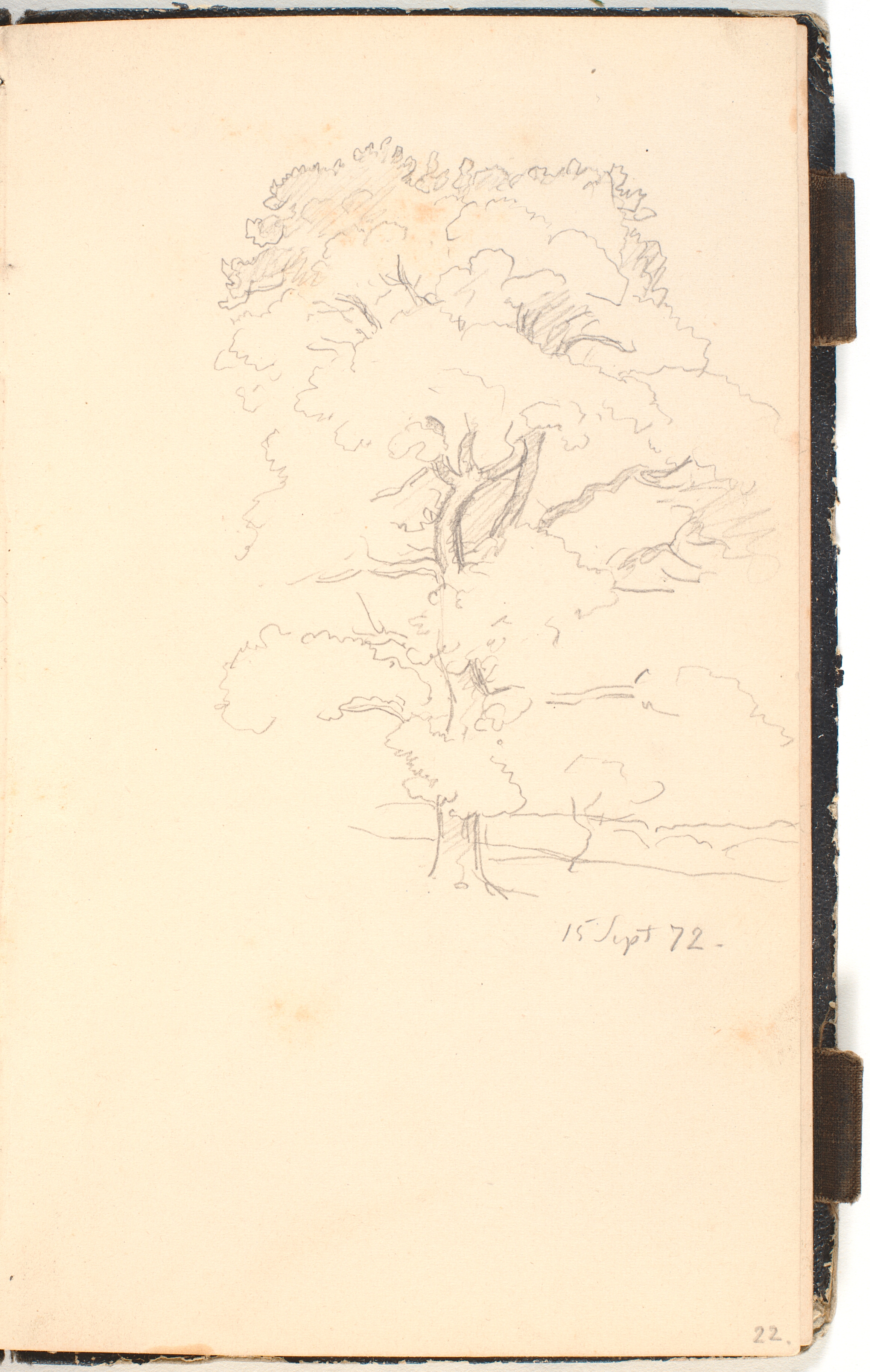 Et stort træ, muligvis eg