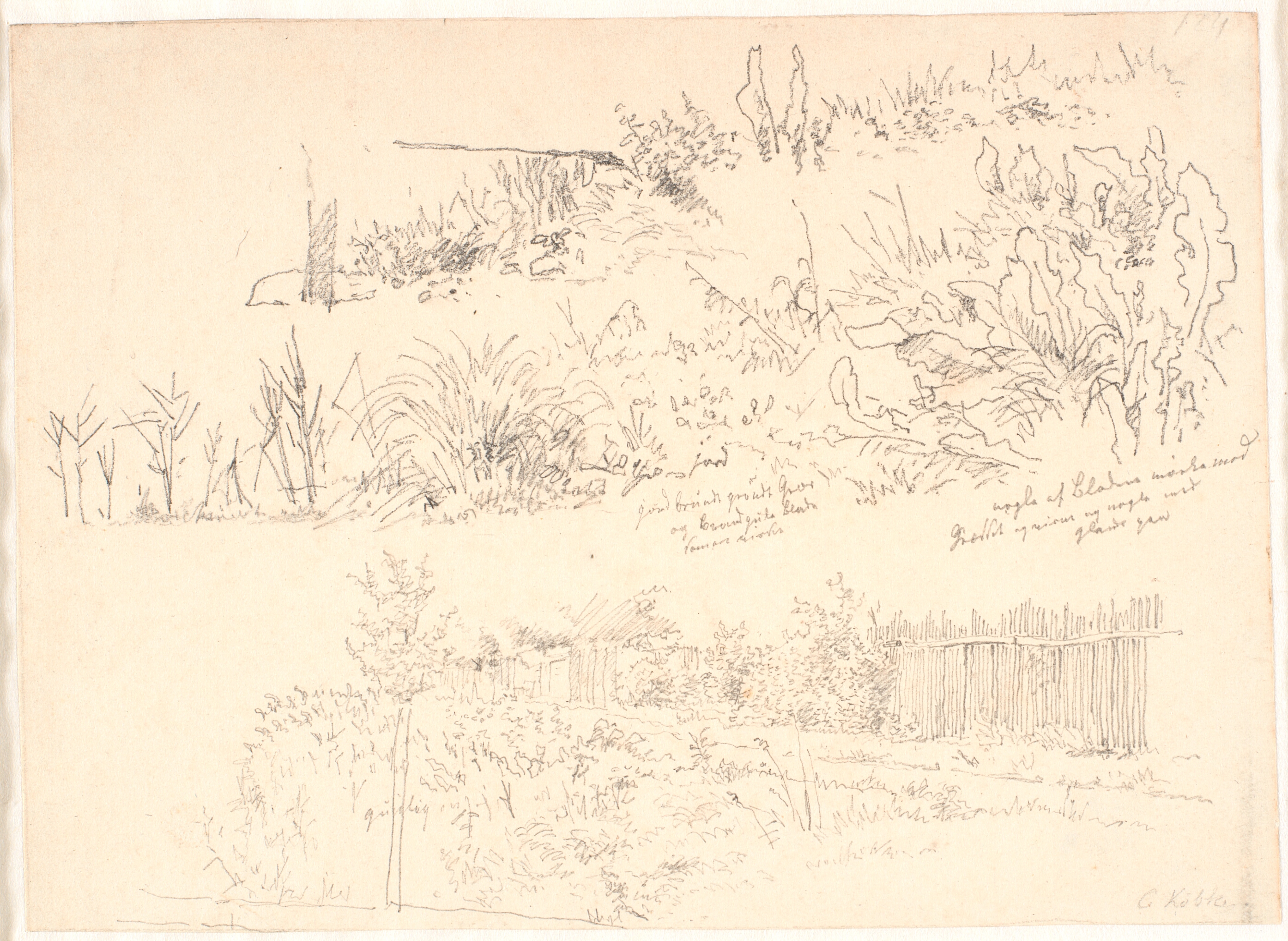 Stien langs søerne. Forskellige plantestudier samt notater vedr.disse