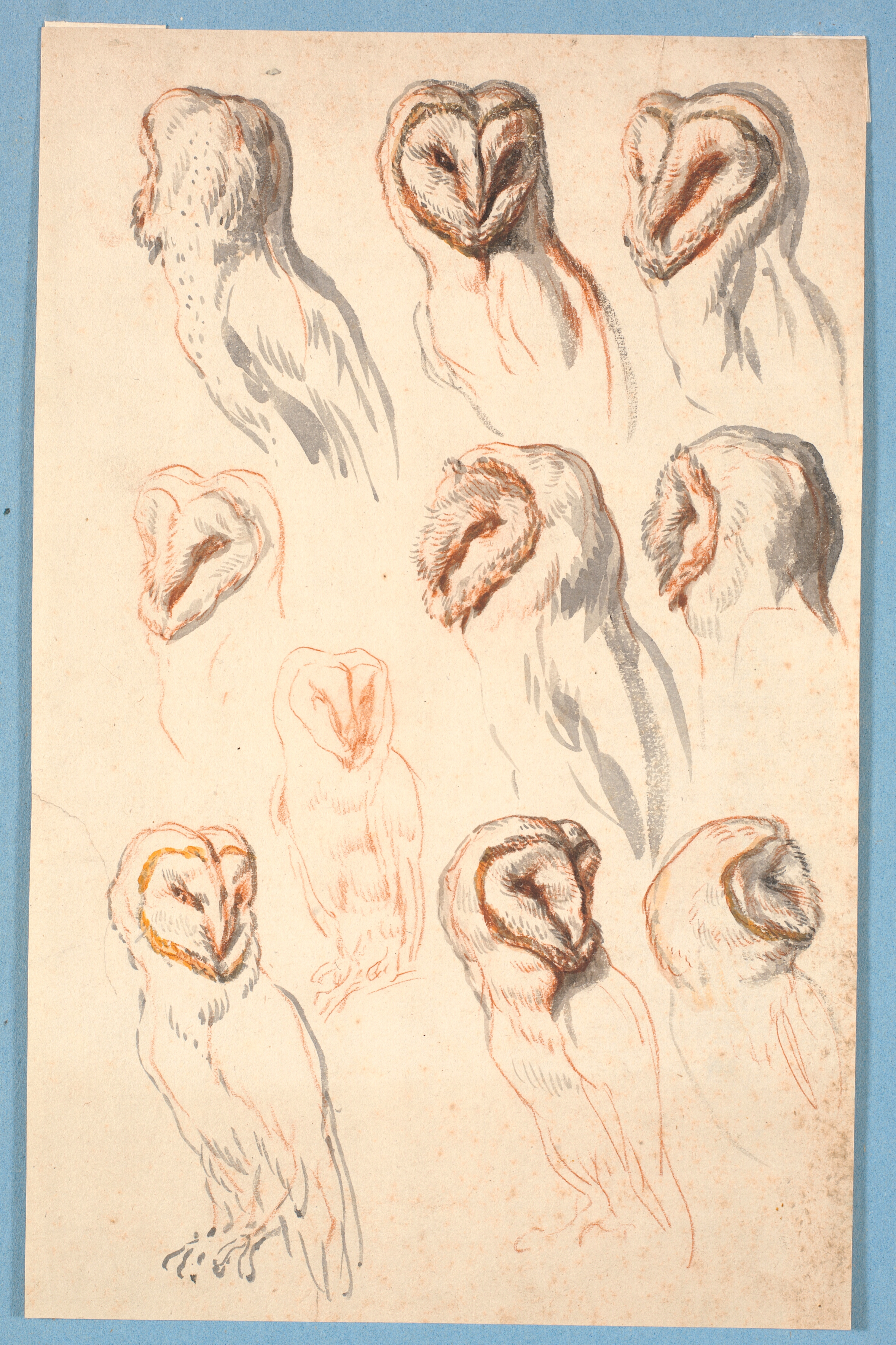 Ti studier af en ugle