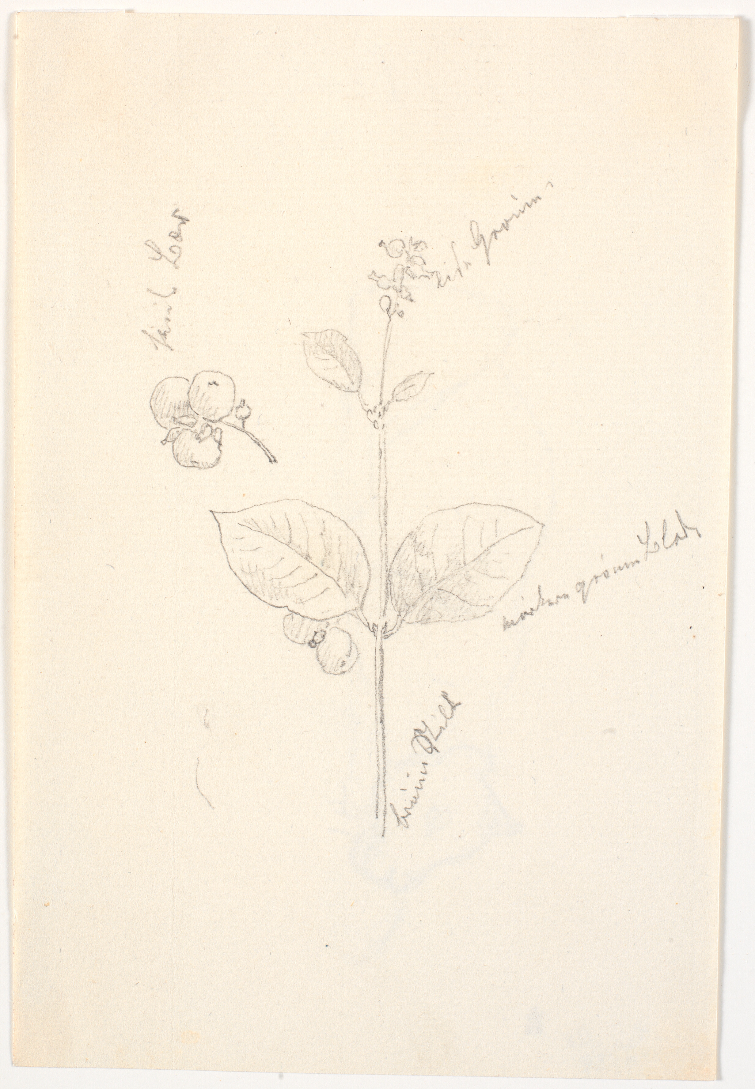 Plantestudier med farveangivelser i blyant