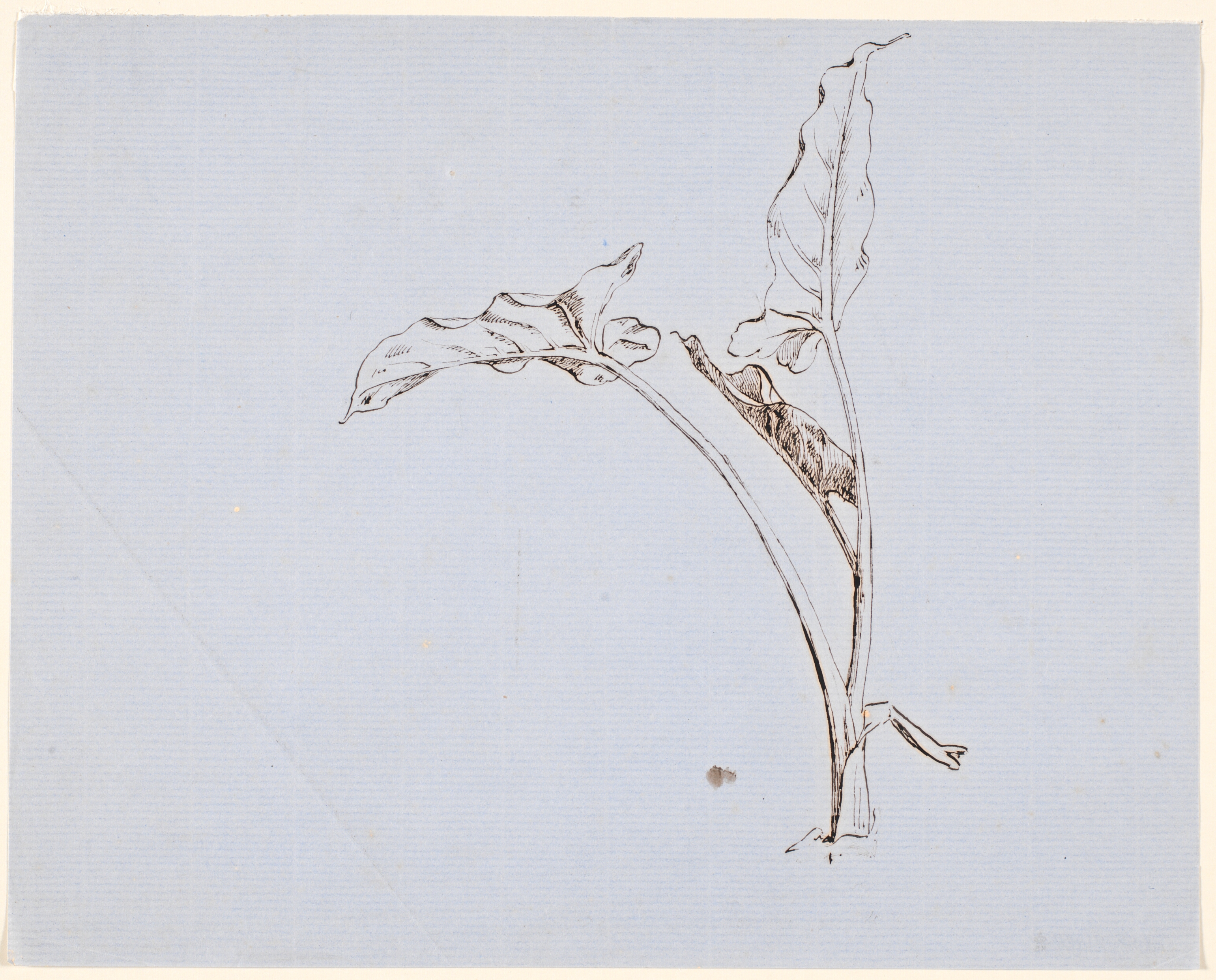 Stuide til skræppeplante i forgrunden t.h. på "Bøgeskov i Maj"