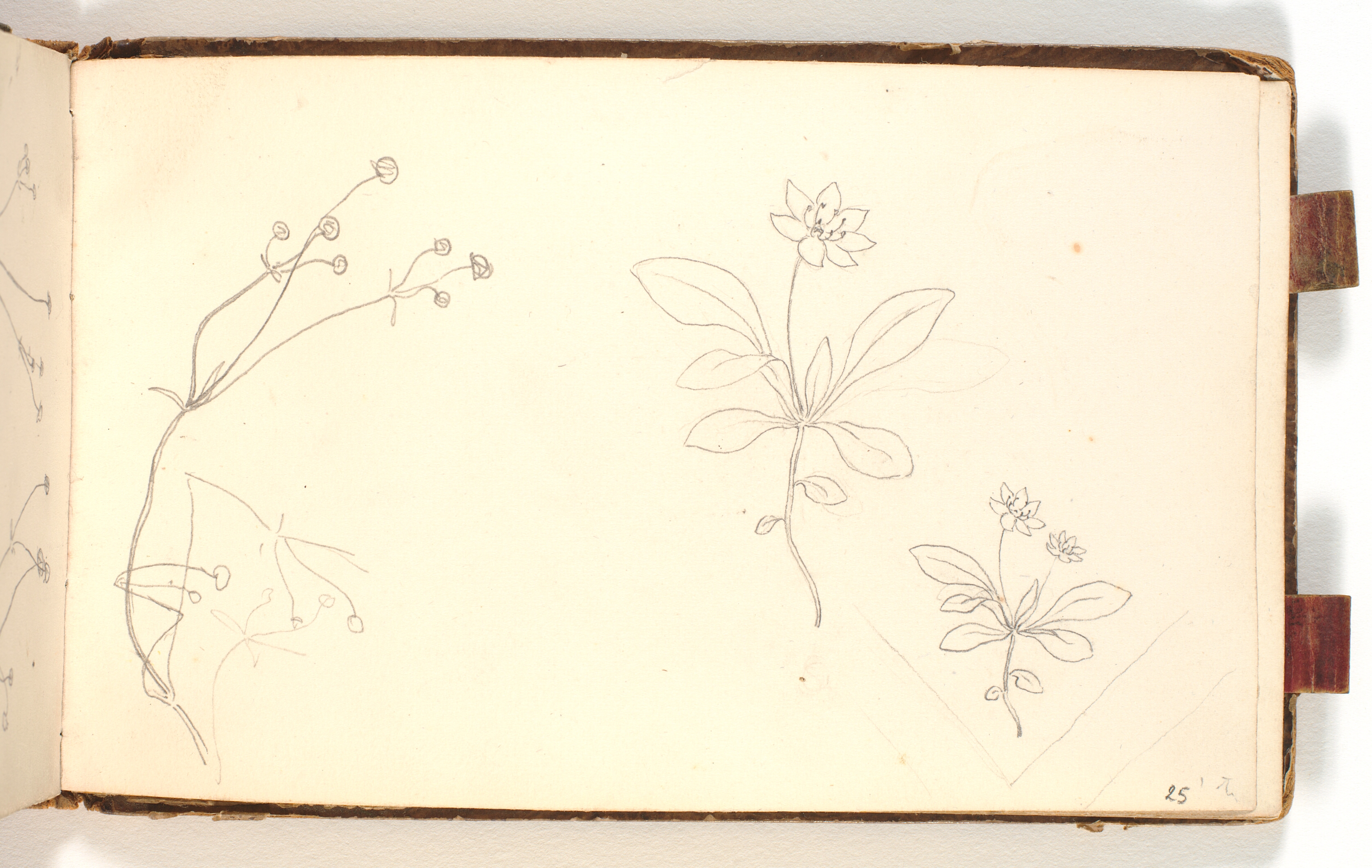 Plantestudier og blyantsrids