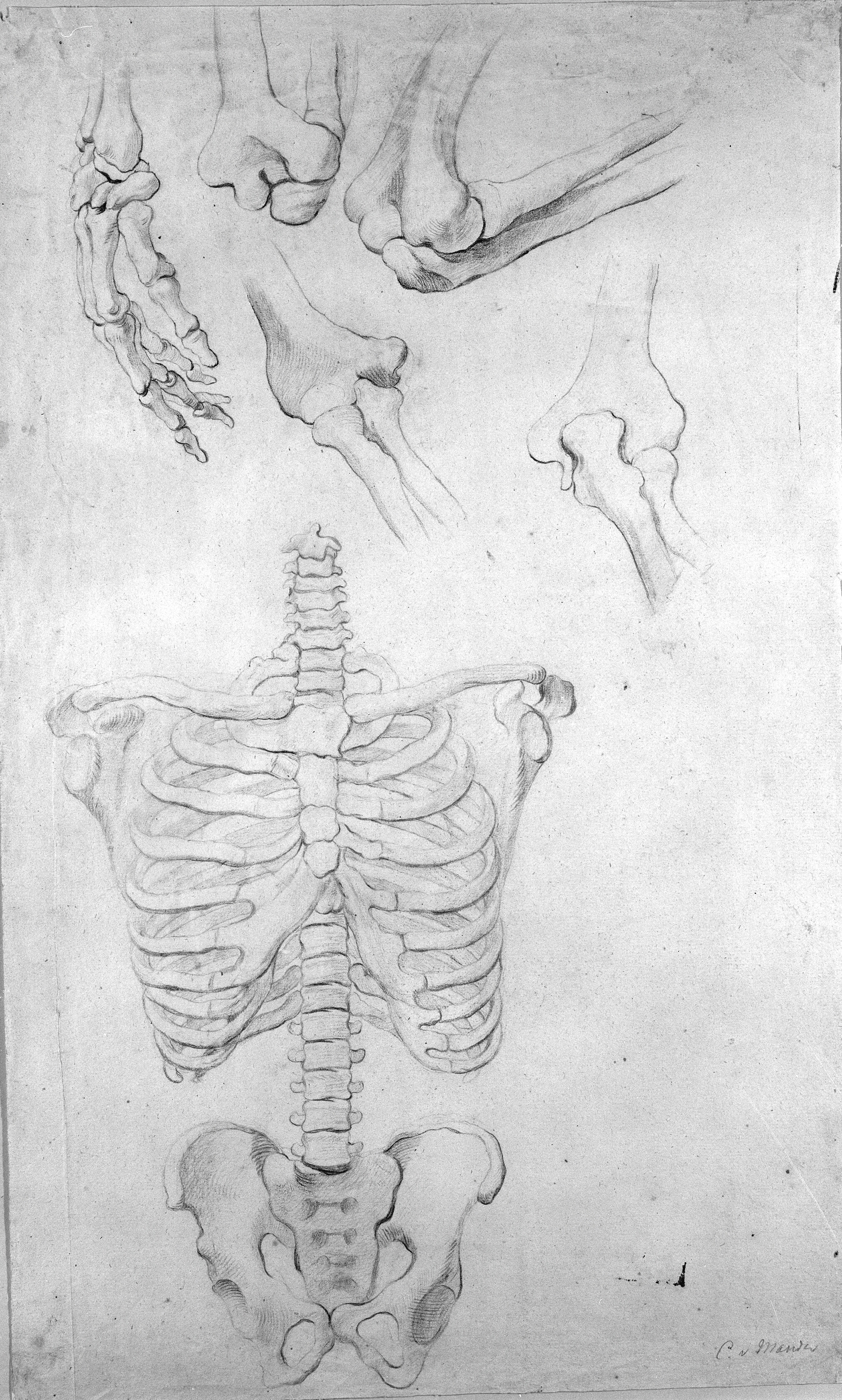 Hånd i profil; fire gengivelser af albueled; rygrad med brystkasse og bækken, frontalt.