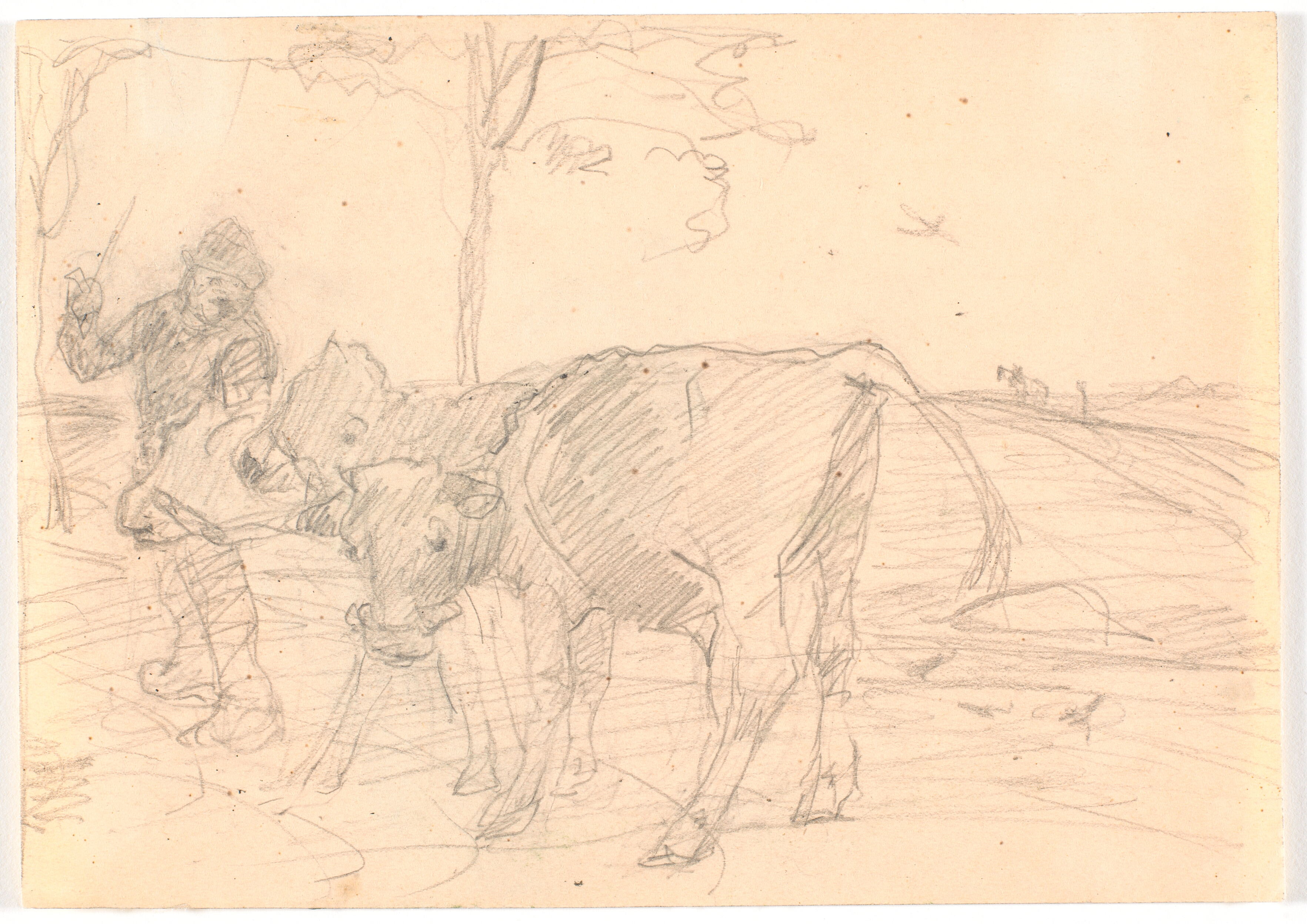 Kreaturdriver med tre kalve