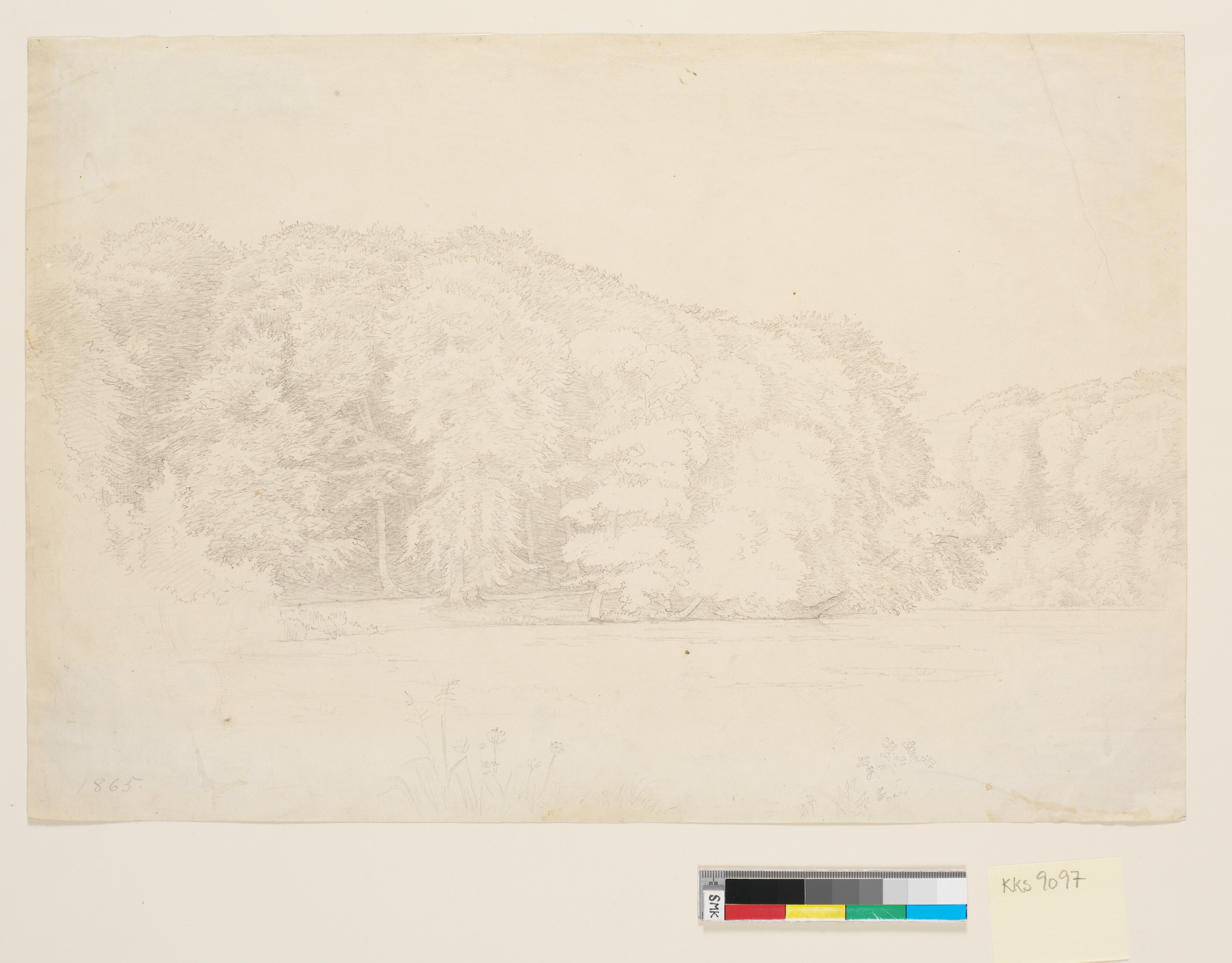 Skovsø med store bøge i baggrunden.