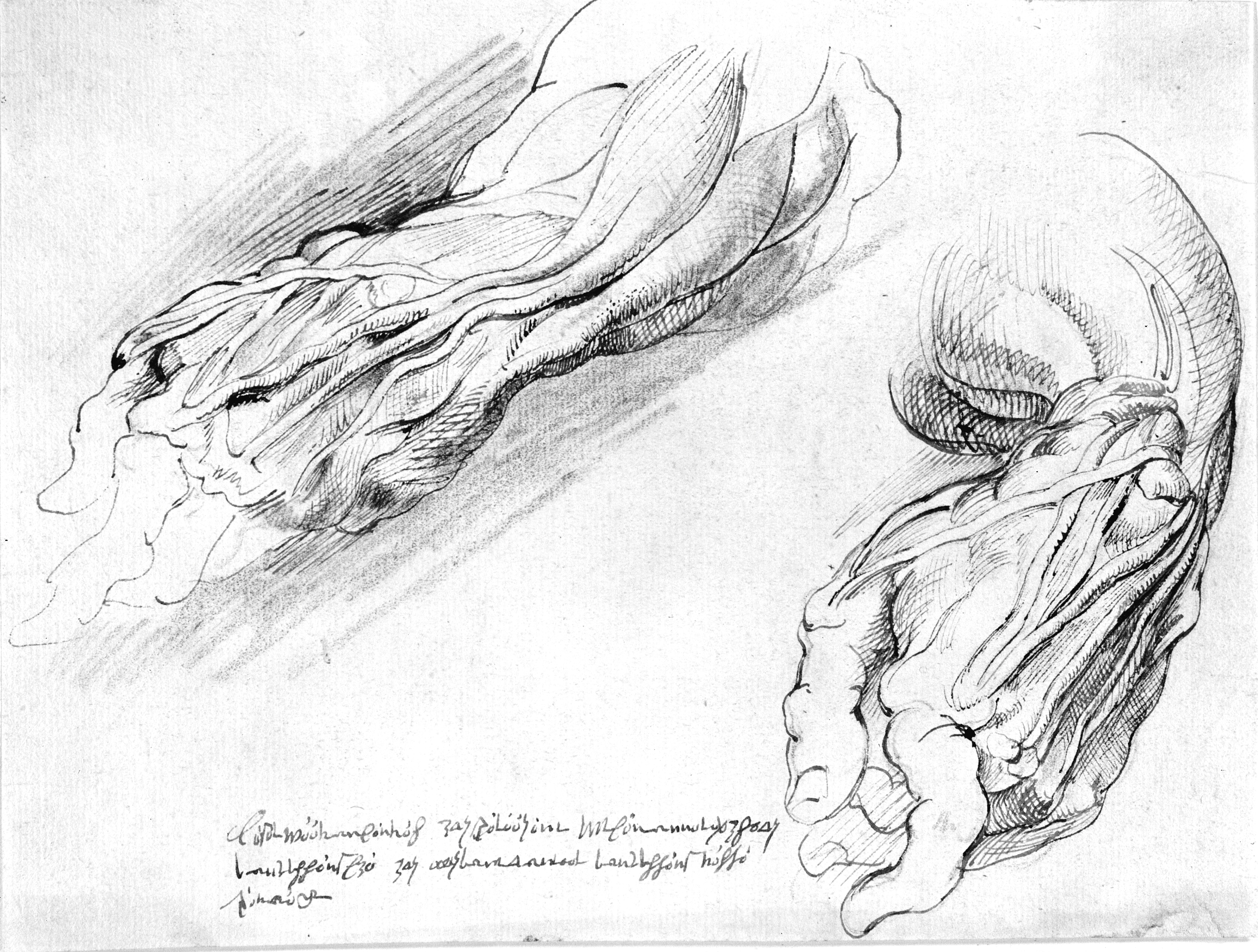 Anatomiske studier. En mands flåede venstre underarm i to positioner