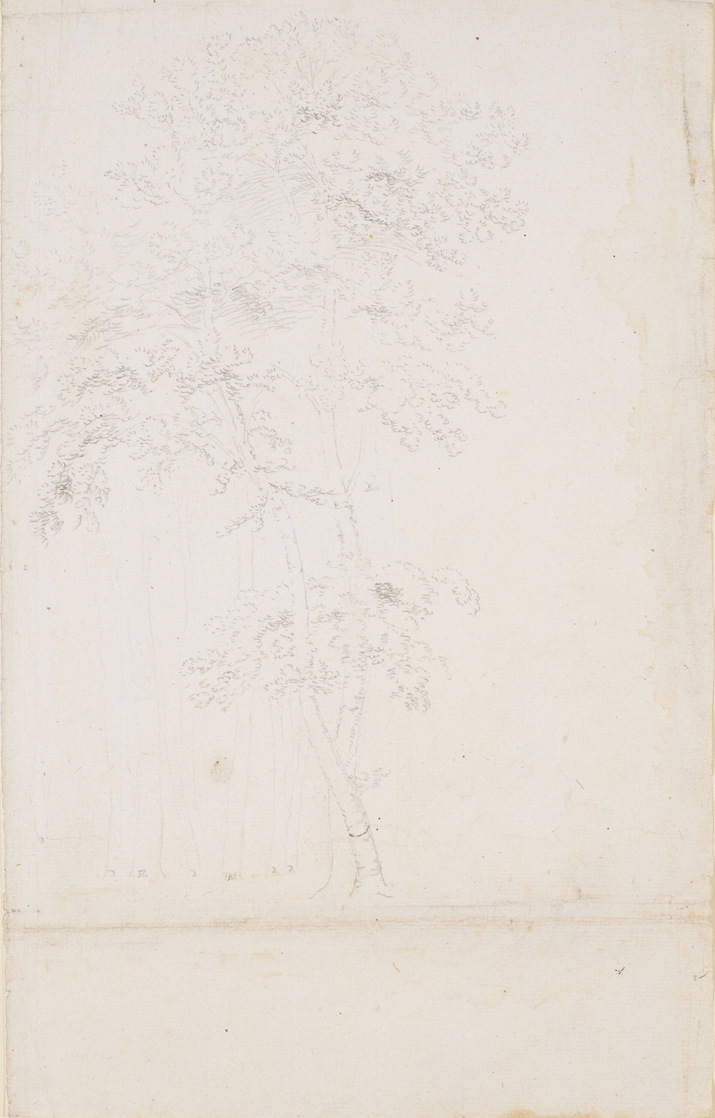 Studie af en trægruppe