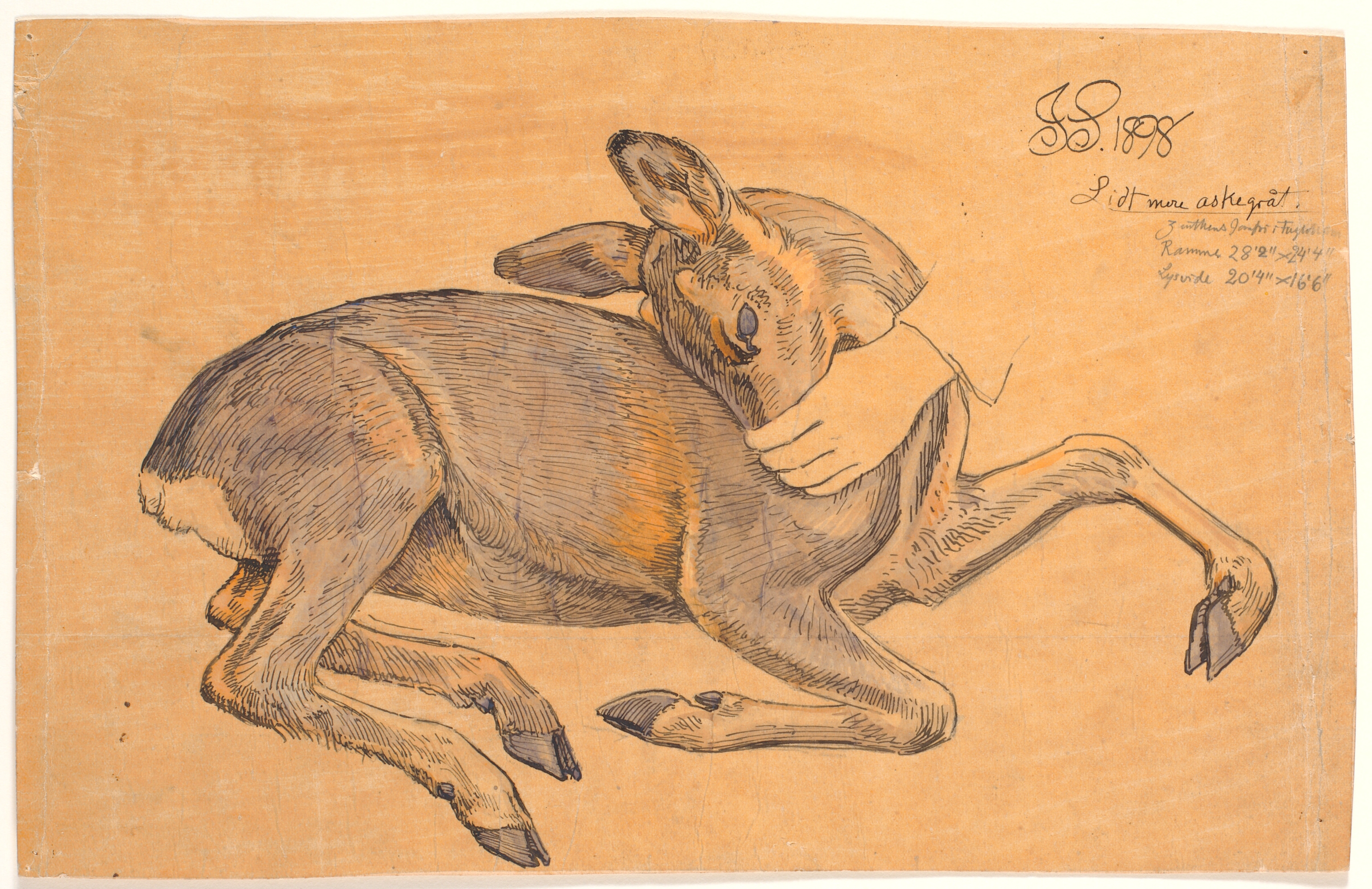 Studie af liggende hind. En hånd griber den om mulen