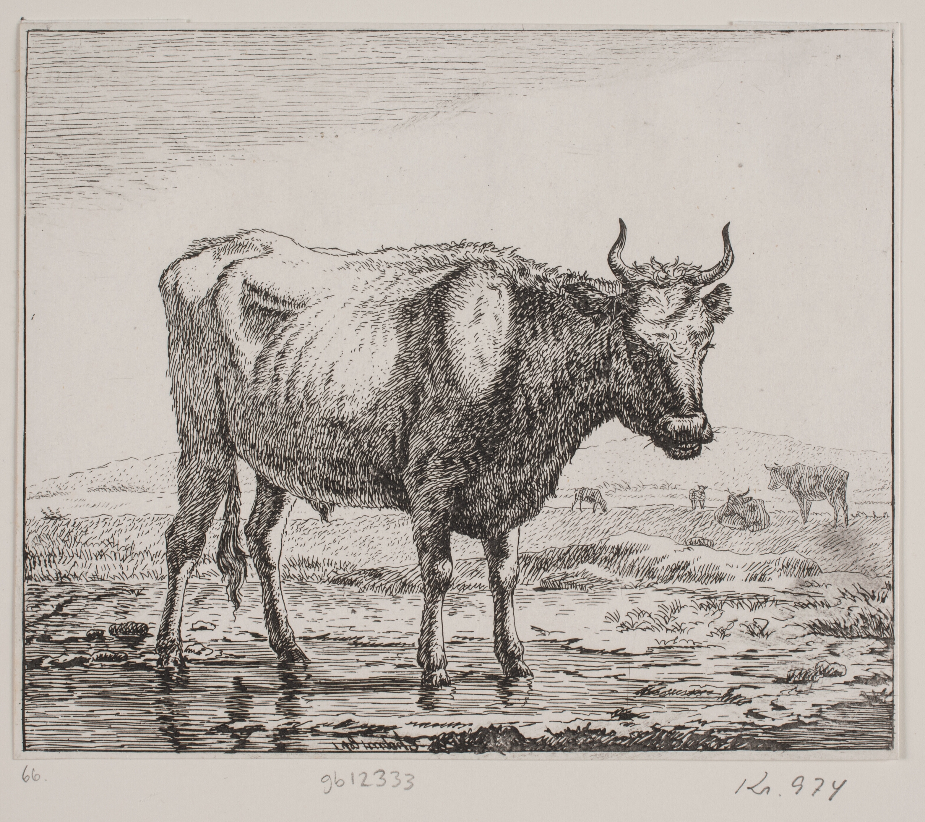 Stående ko ved vandhul