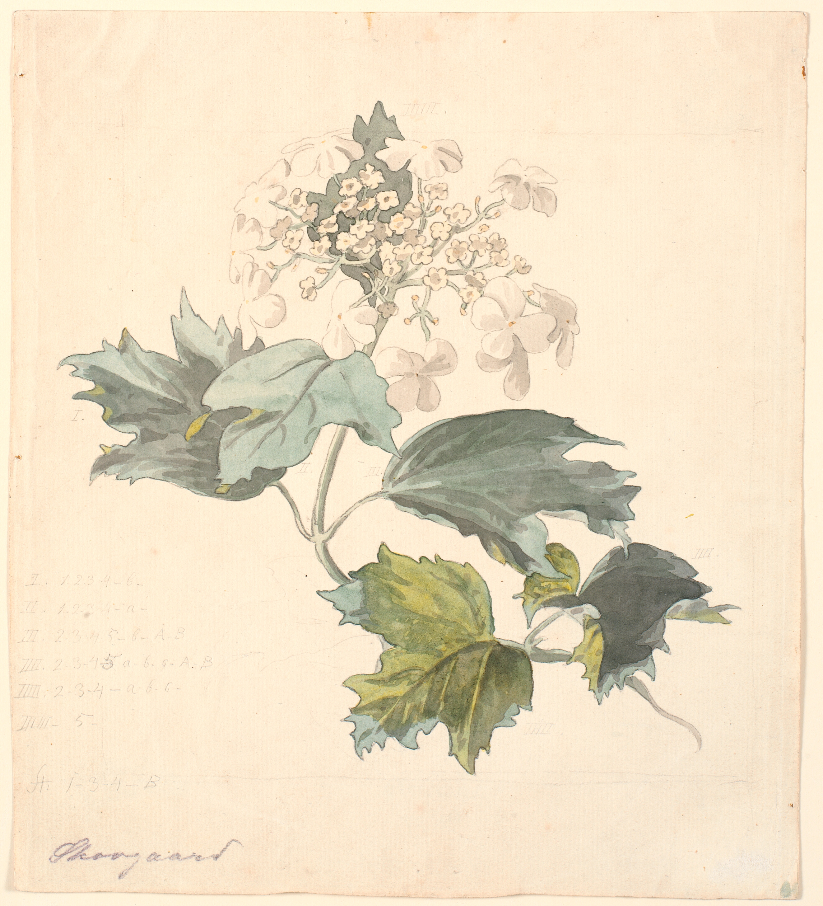 Kvalkved (Viburnum).