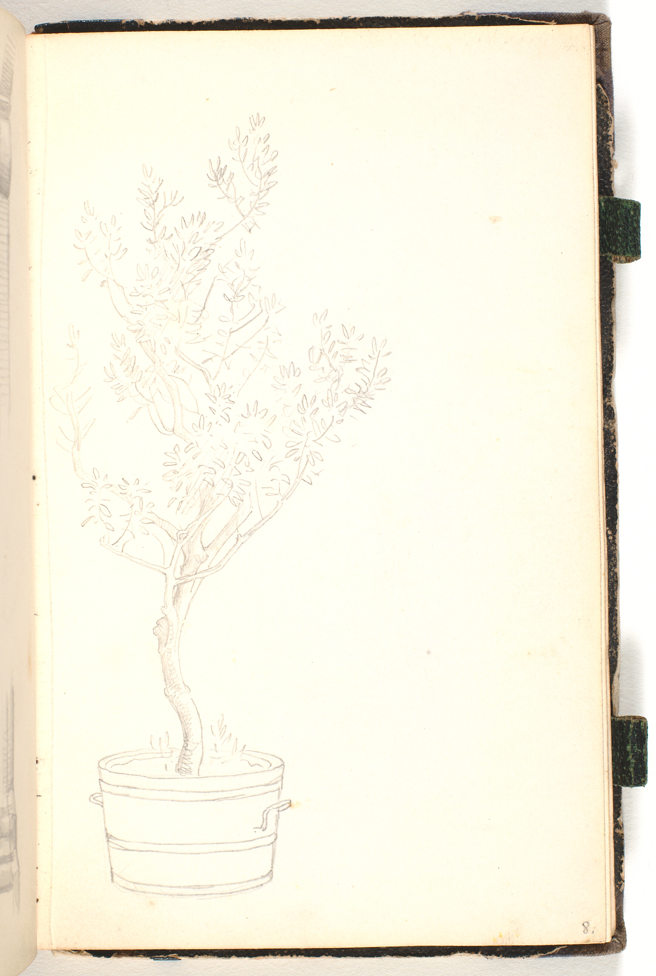 Balje, hvori der vokser et træ