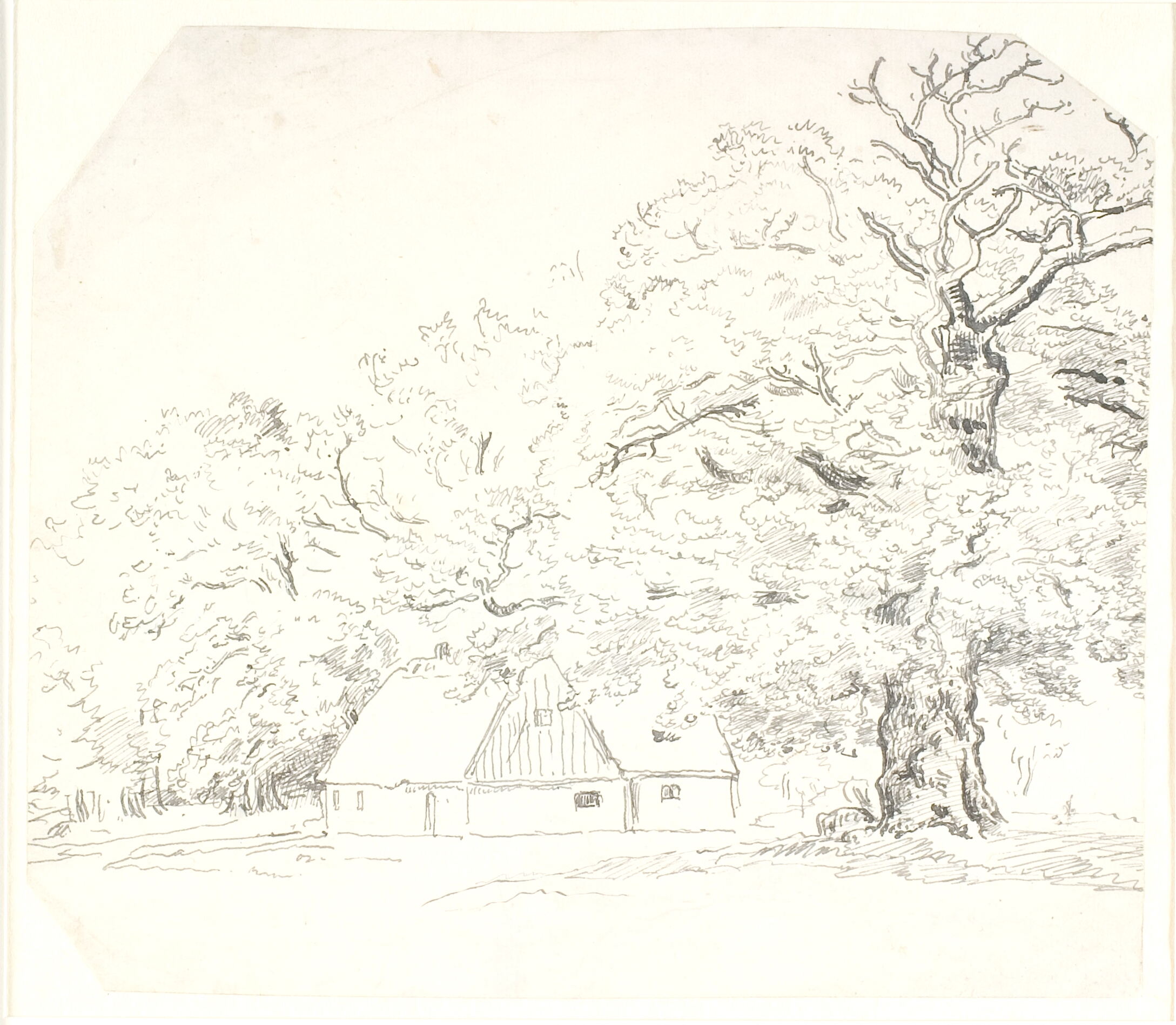 Et skovløberhus, ved siden af et mægtigt egetræ