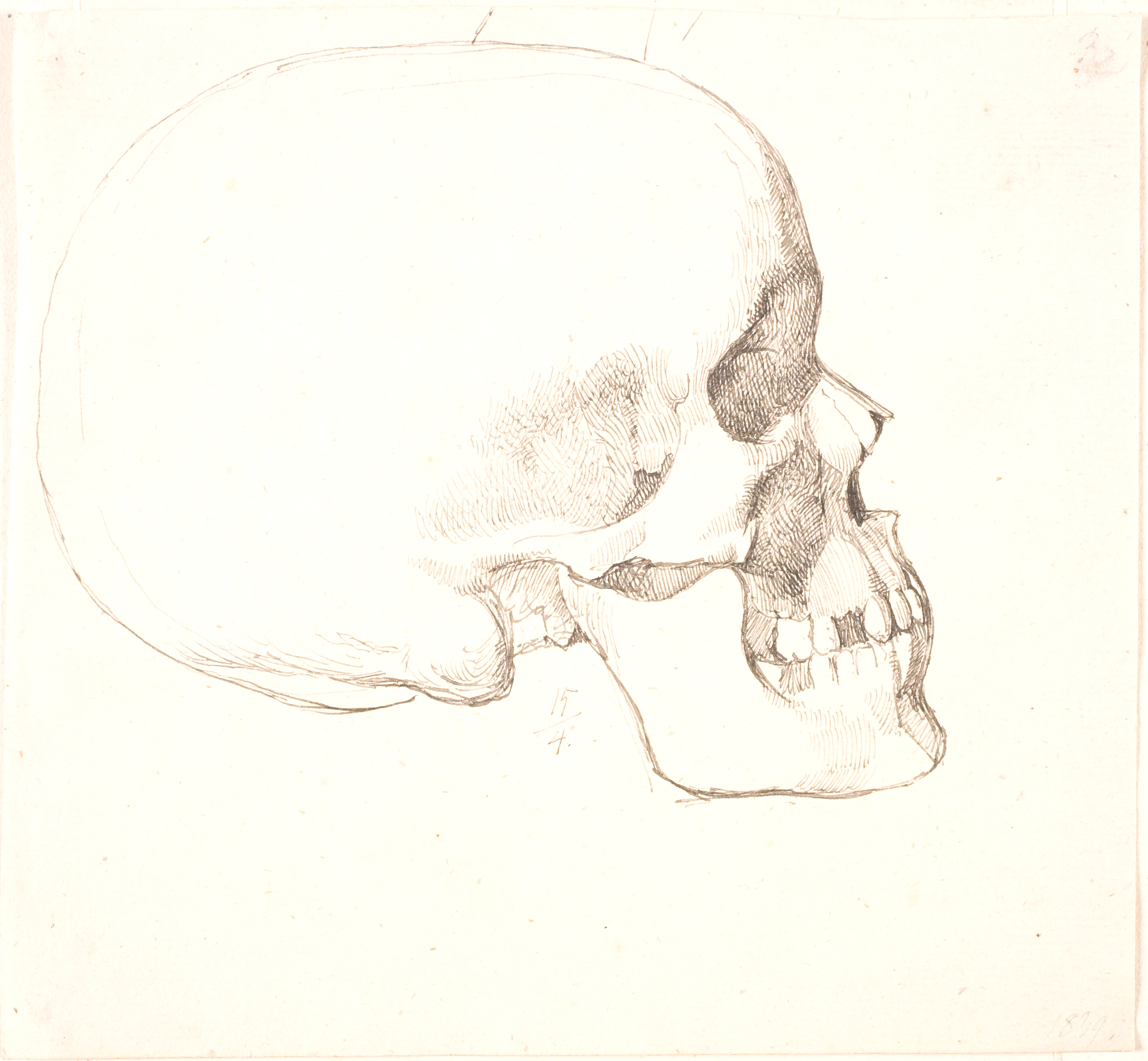 Kranium, i profil t.h.